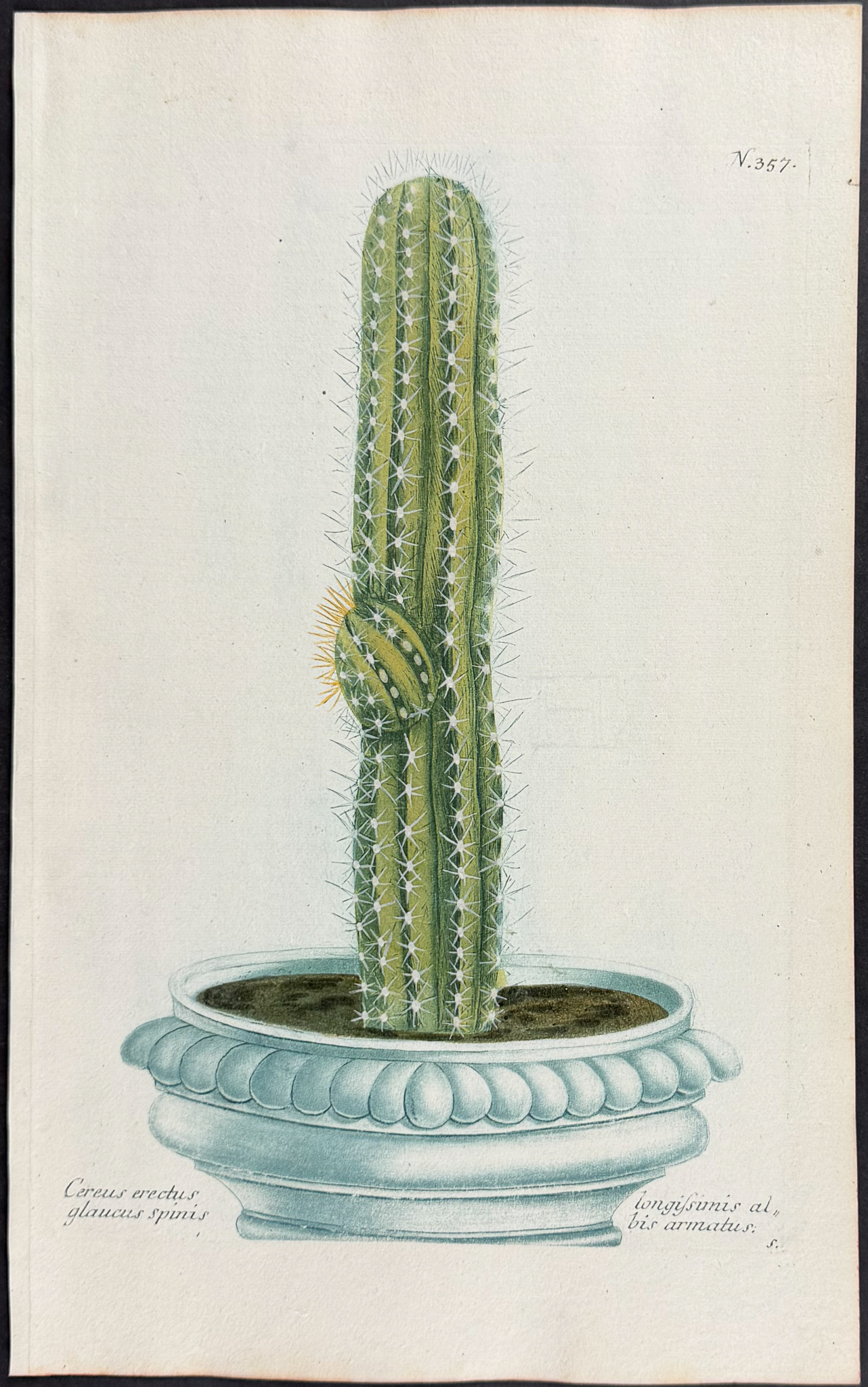 Weinmann - 11 Botanical Engravings