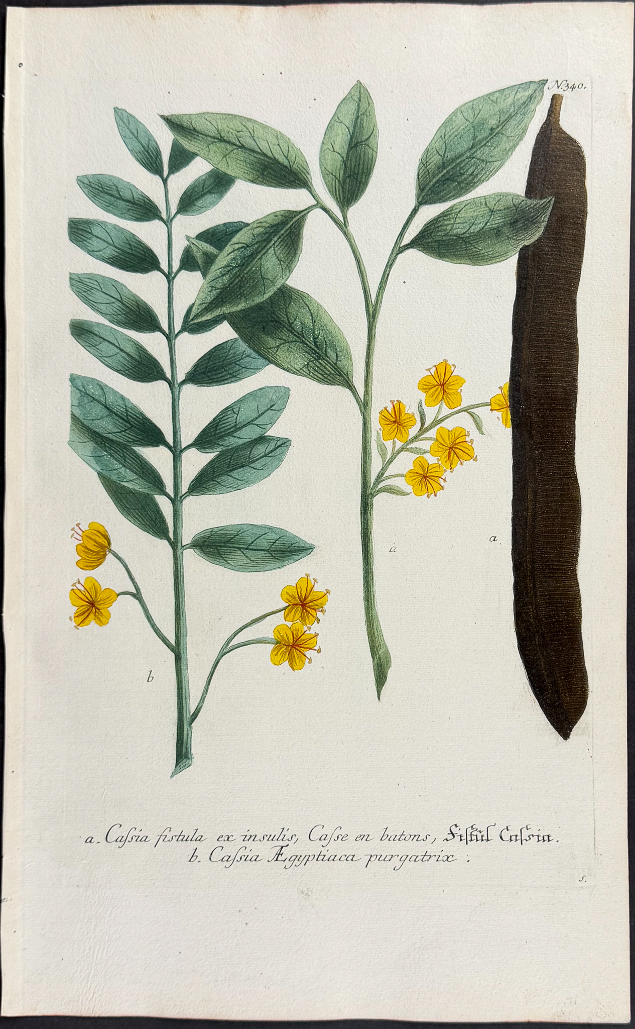 Weinmann - 11 Botanical Engravings
