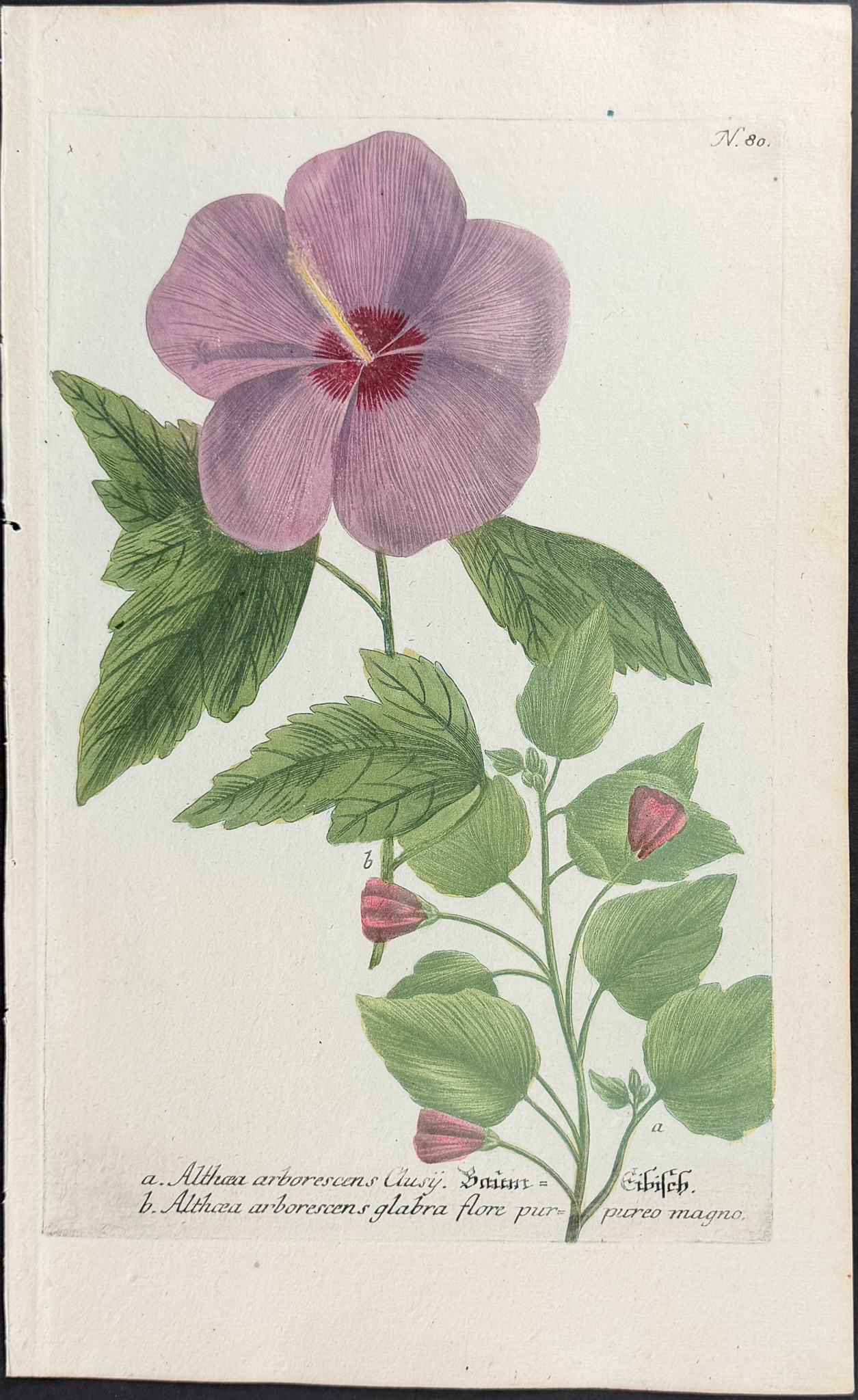Weinmann - 11 Botanical Engravings