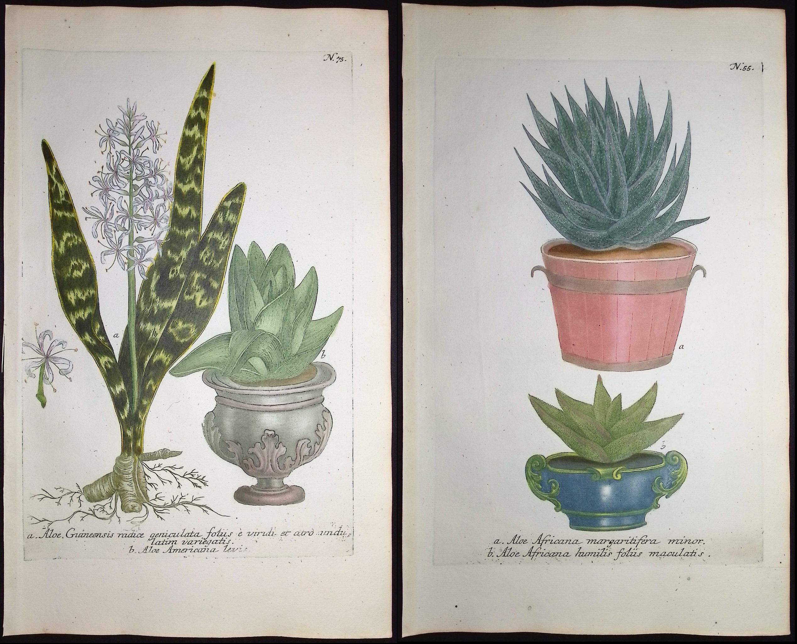 Weinmann - 4 Aloe Engravings