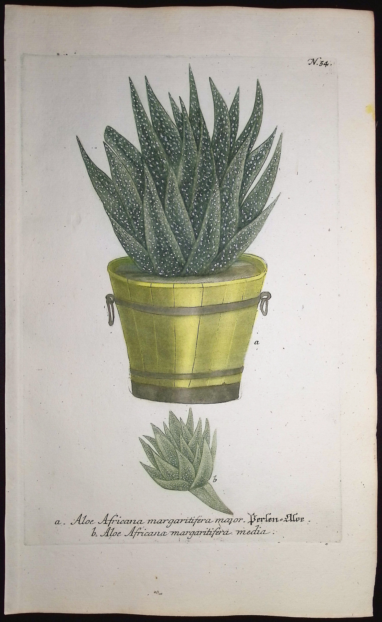 Weinmann - 4 Aloe Engravings