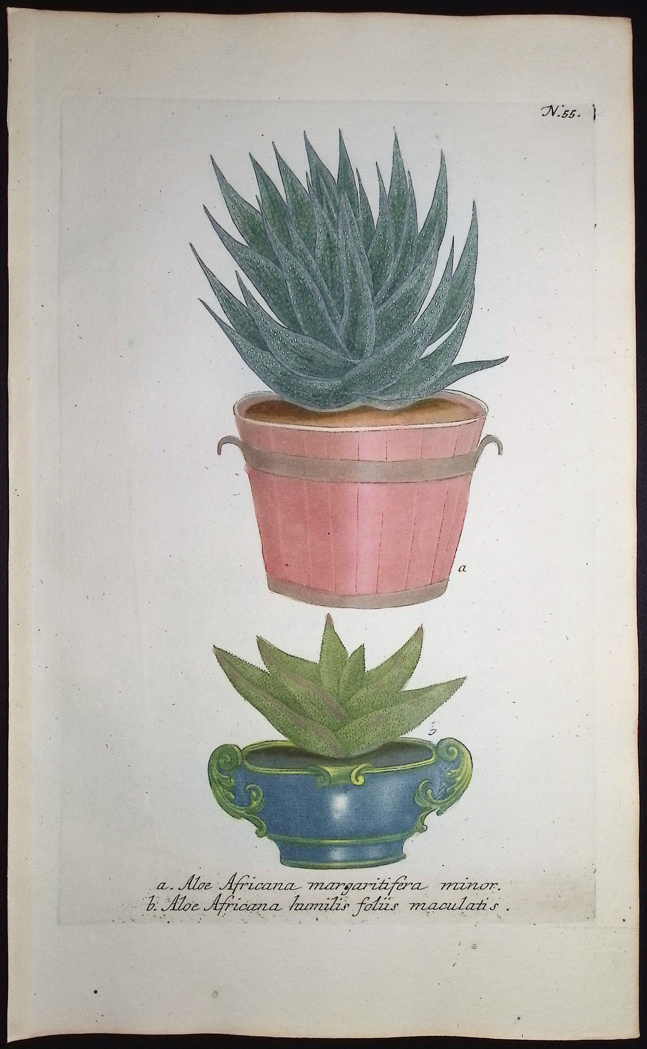 Weinmann - 4 Aloe Engravings