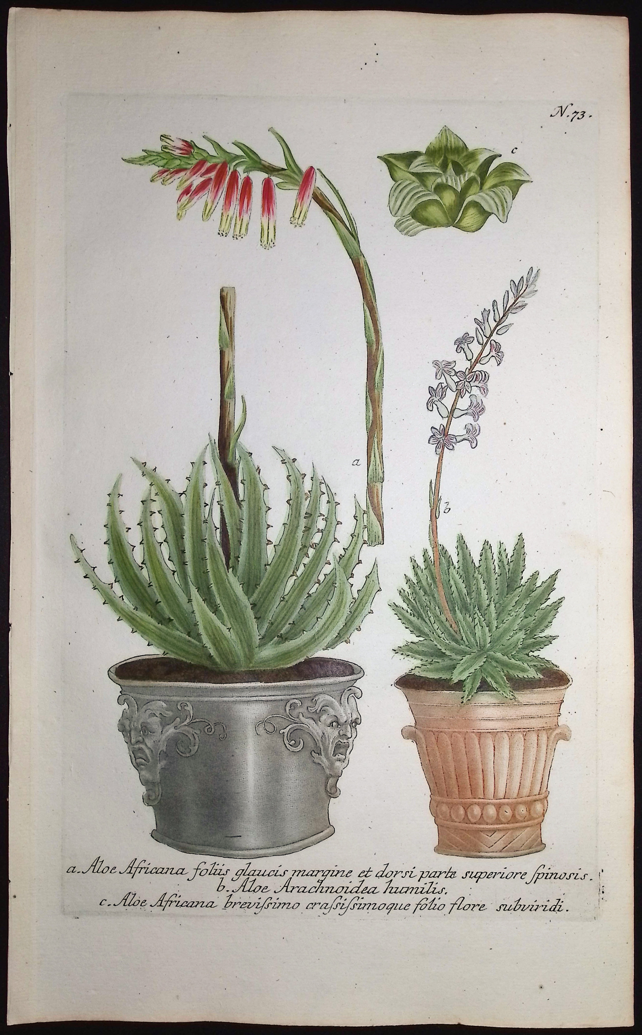 Weinmann - 4 Aloe Engravings