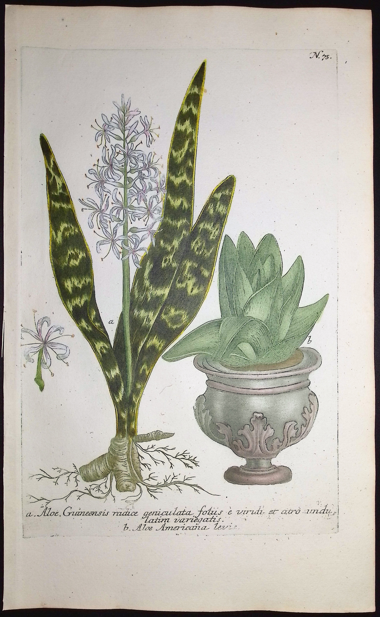 Weinmann - 4 Aloe Engravings
