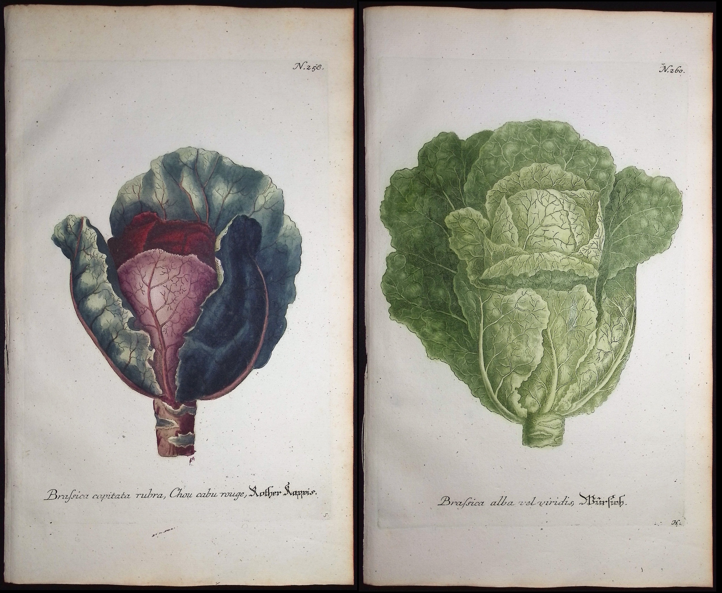 Weinmann - 5 Cabbage Engravings