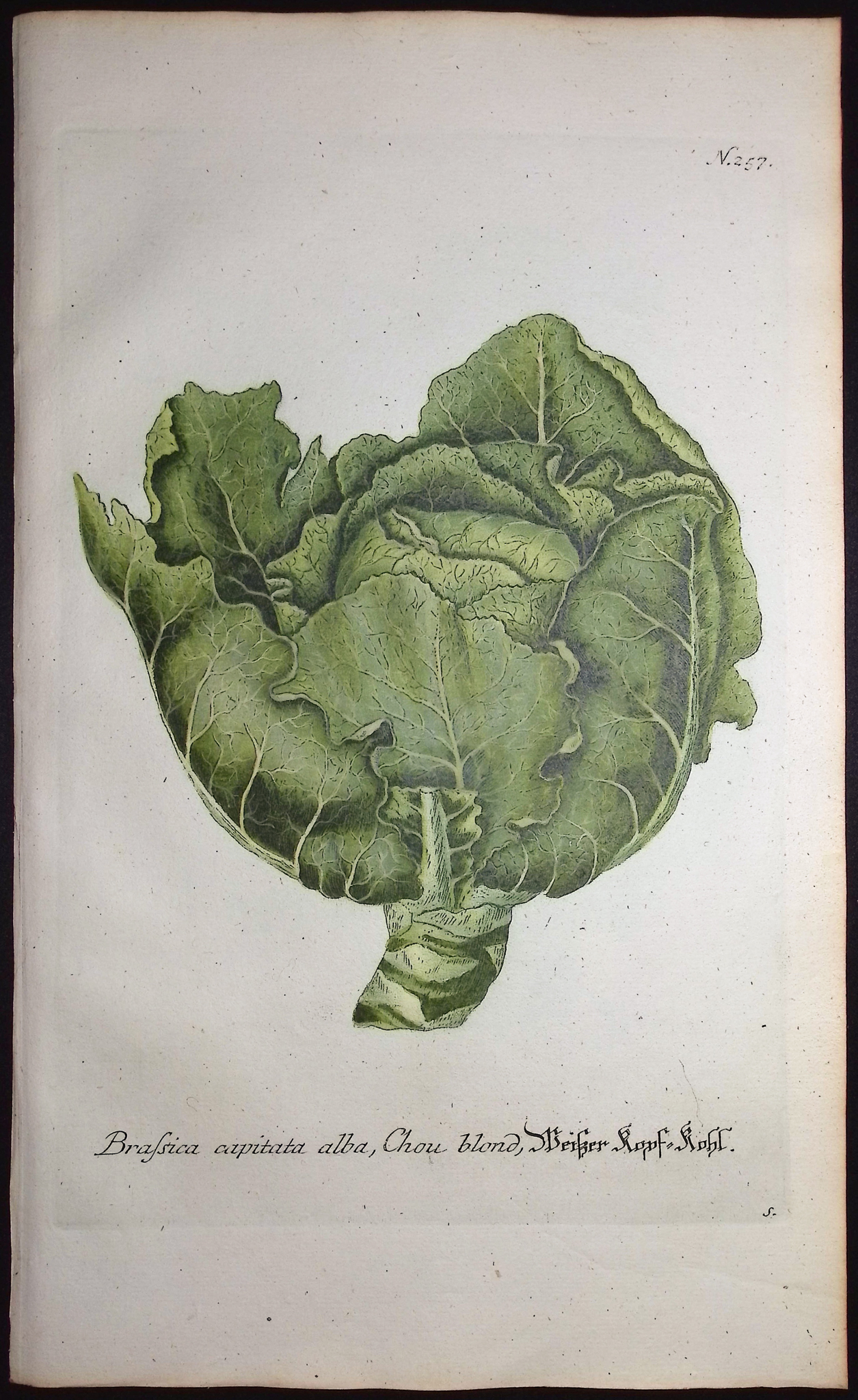 Weinmann - 5 Cabbage Engravings
