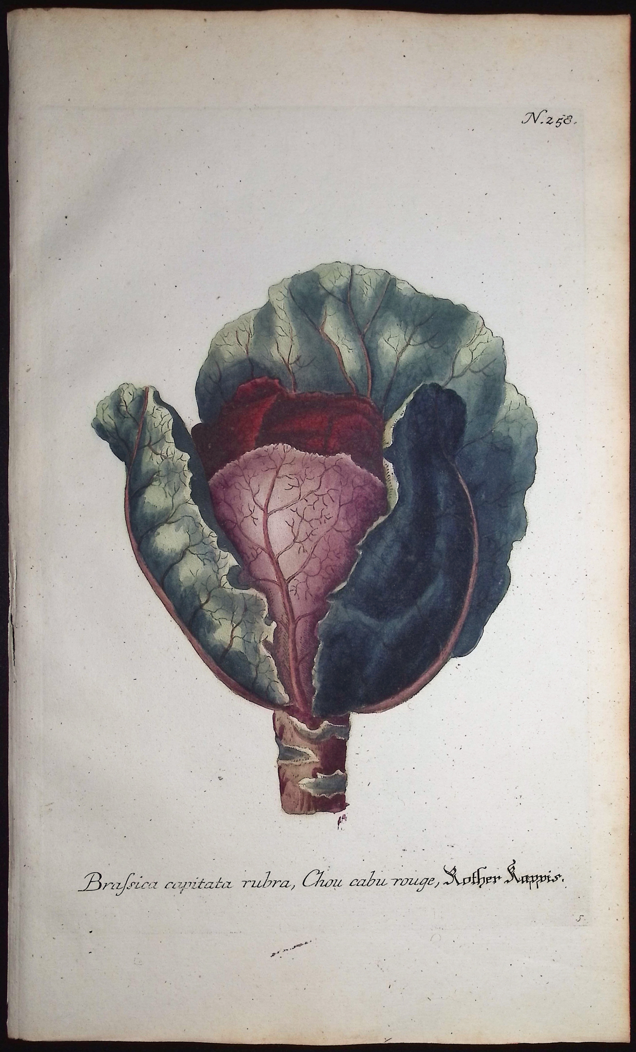 Weinmann - 5 Cabbage Engravings