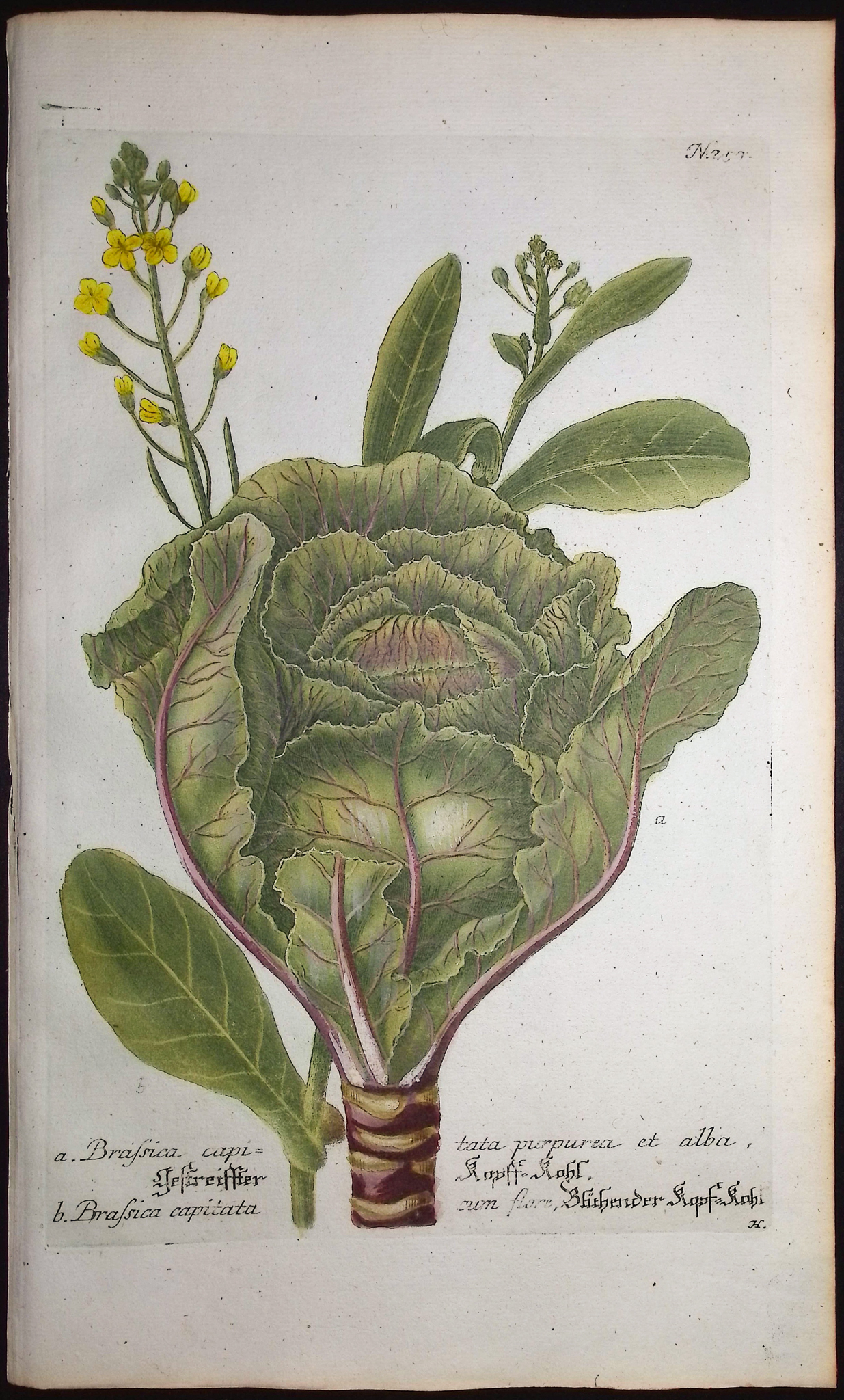 Weinmann - 5 Cabbage Engravings