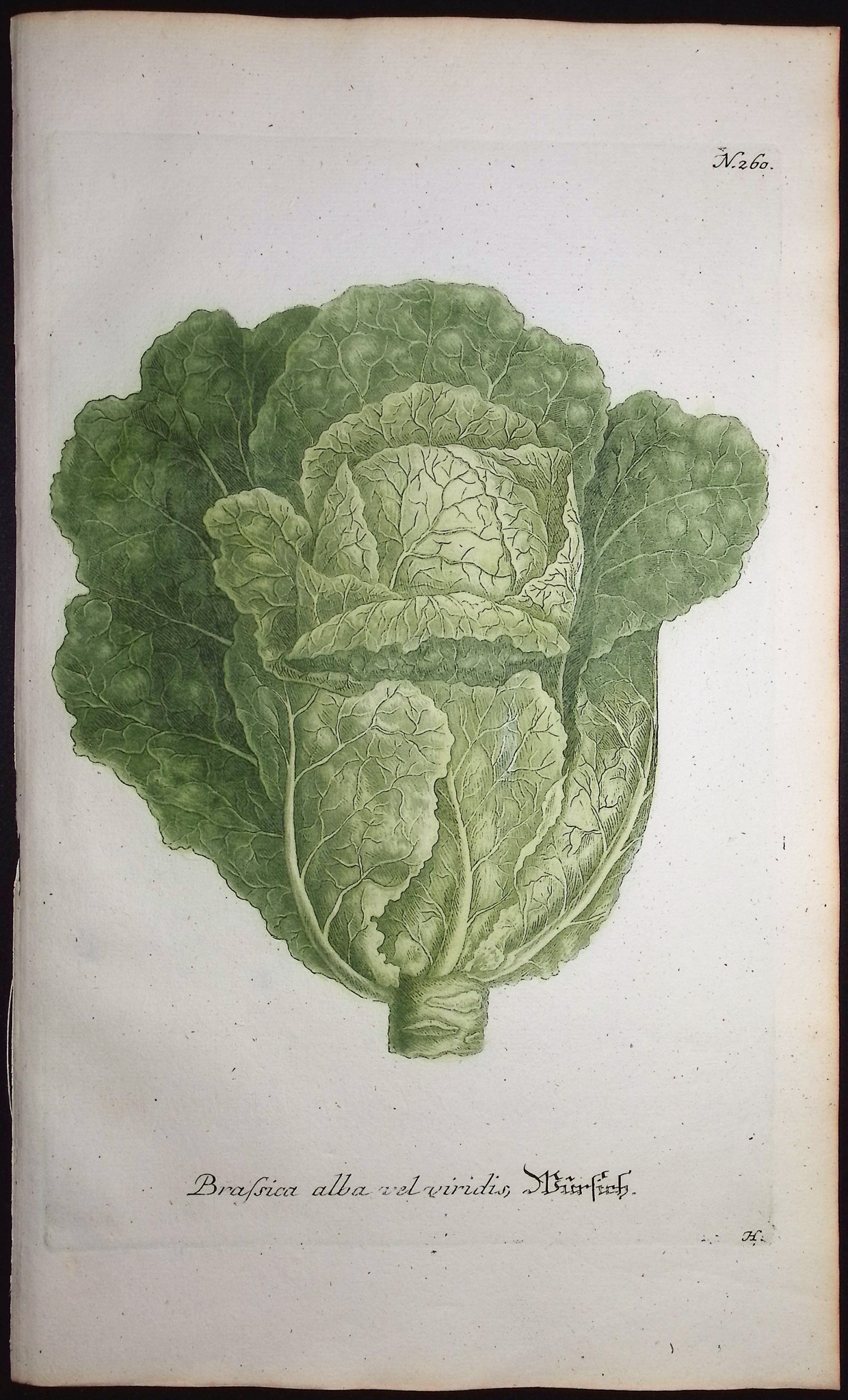 Weinmann - 5 Cabbage Engravings