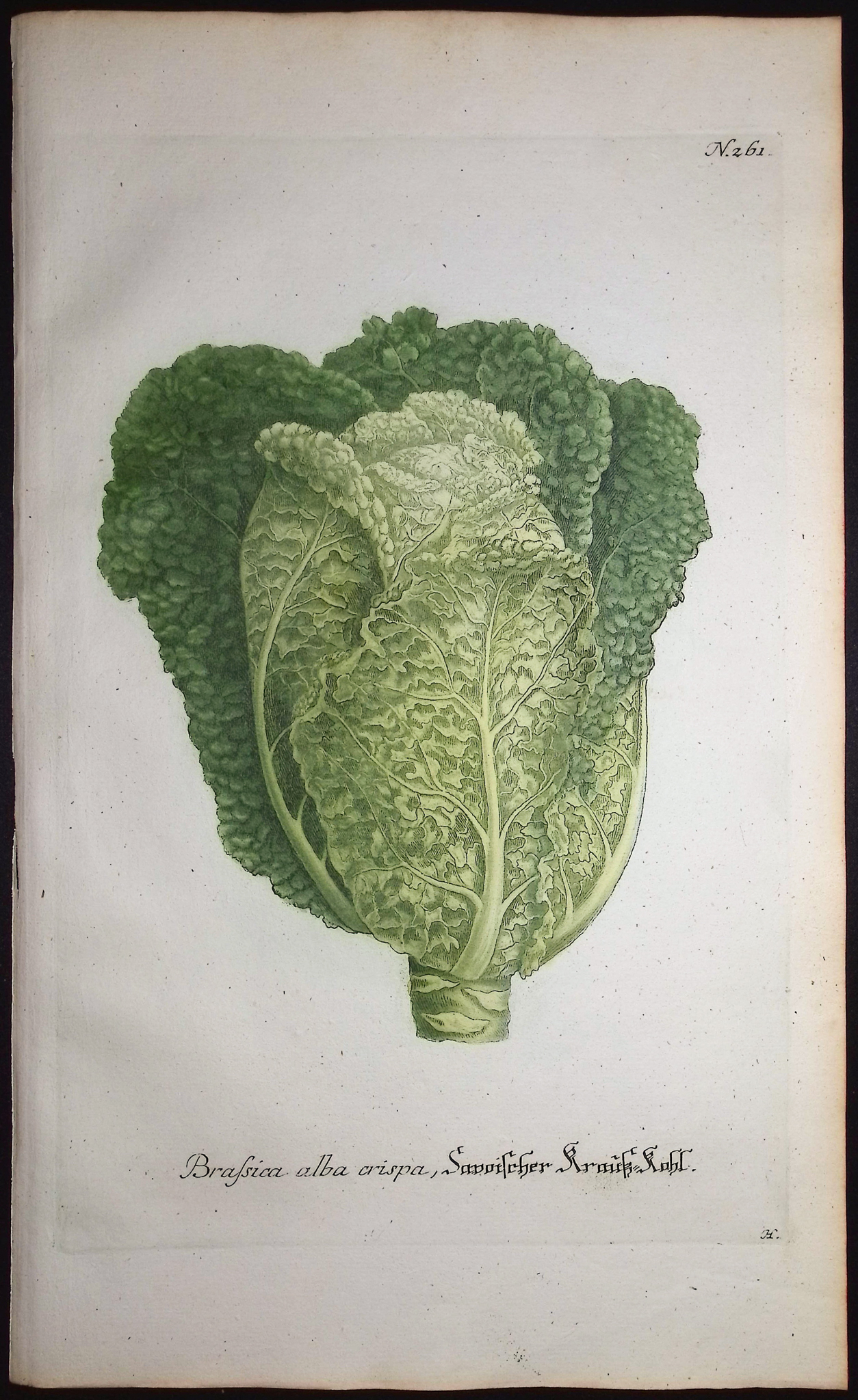 Weinmann - 5 Cabbage Engravings