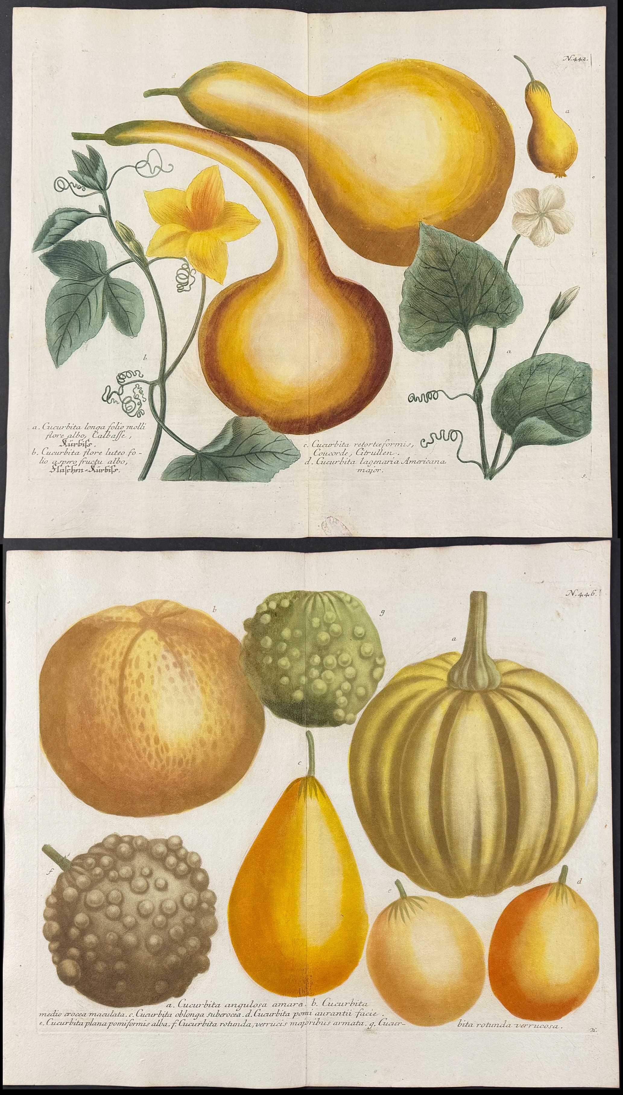 Weinmann - 5 Gourd Engravings