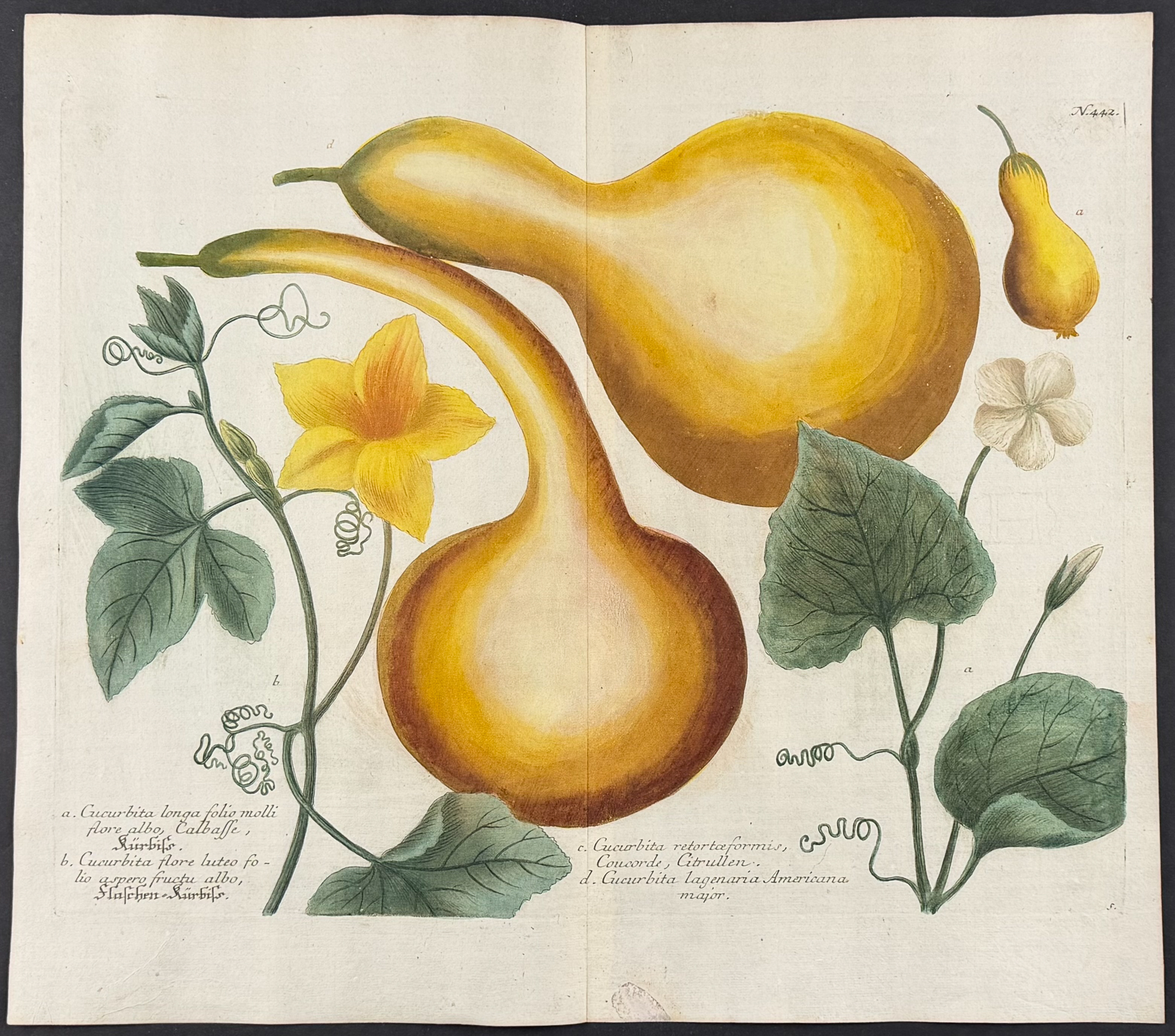Weinmann - 5 Gourd Engravings