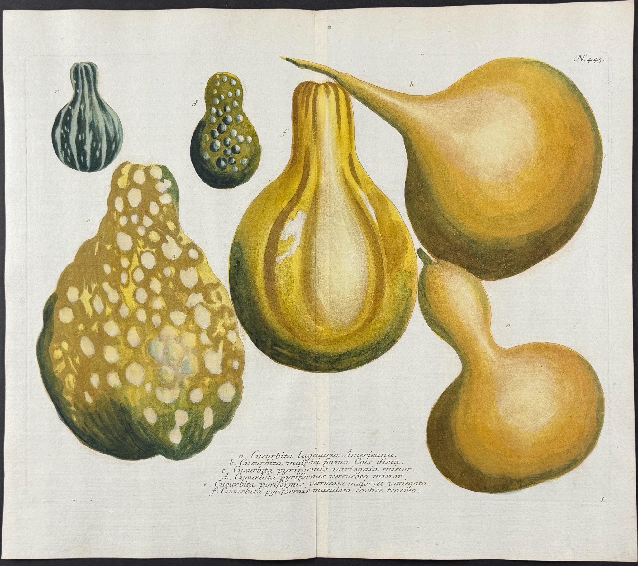 Weinmann - 5 Gourd Engravings