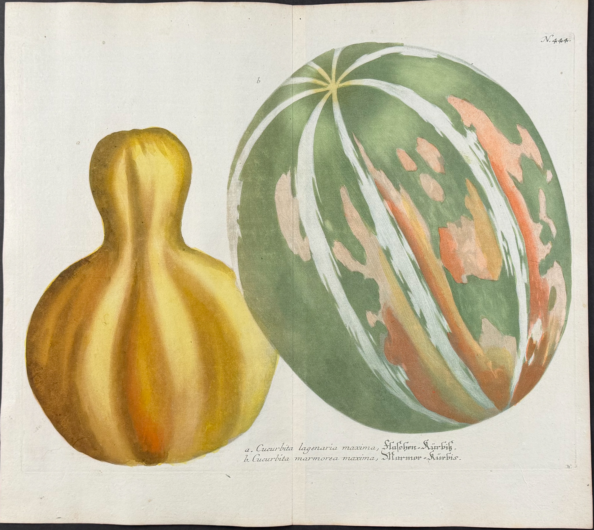 Weinmann - 5 Gourd Engravings