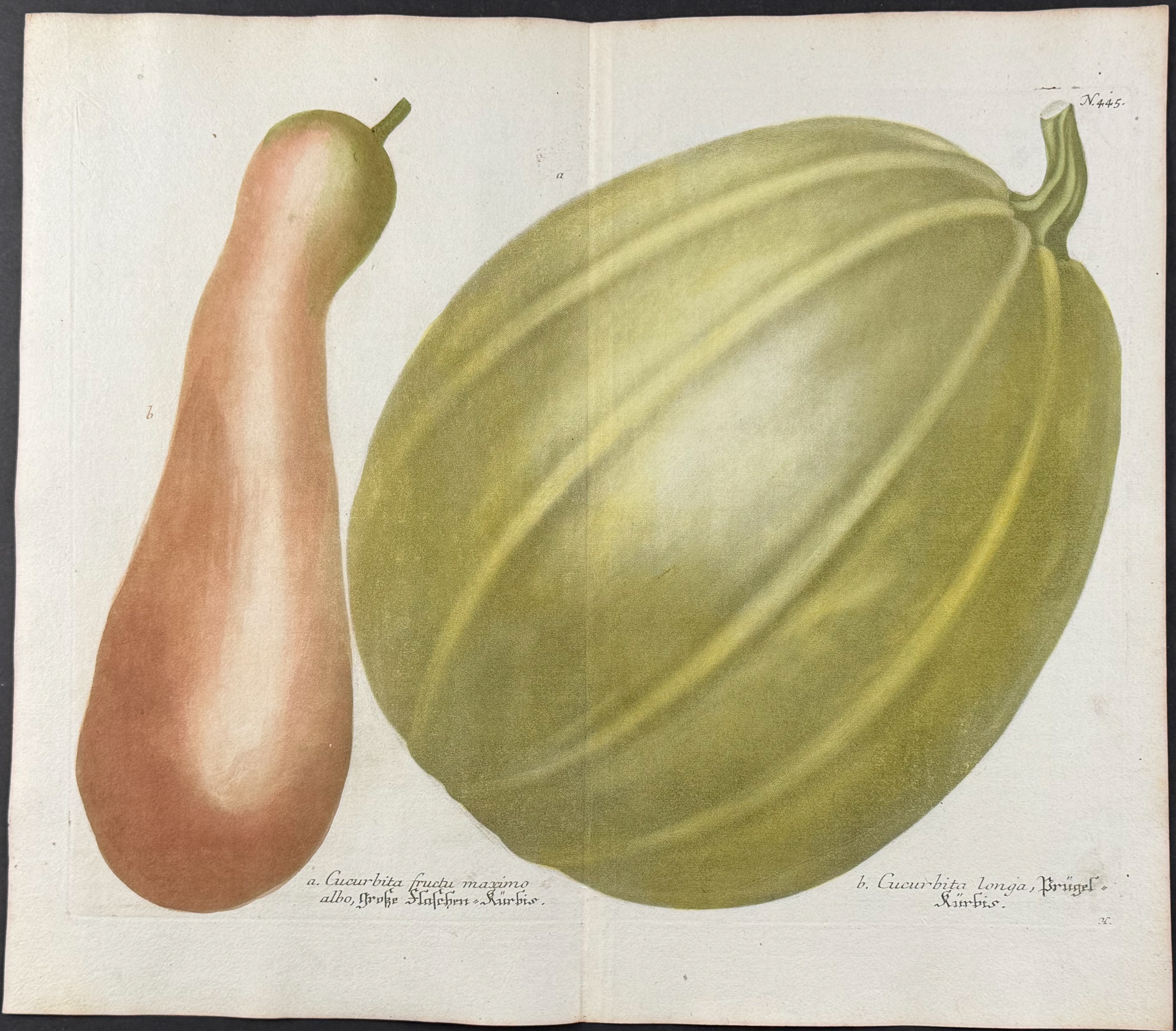 Weinmann - 5 Gourd Engravings