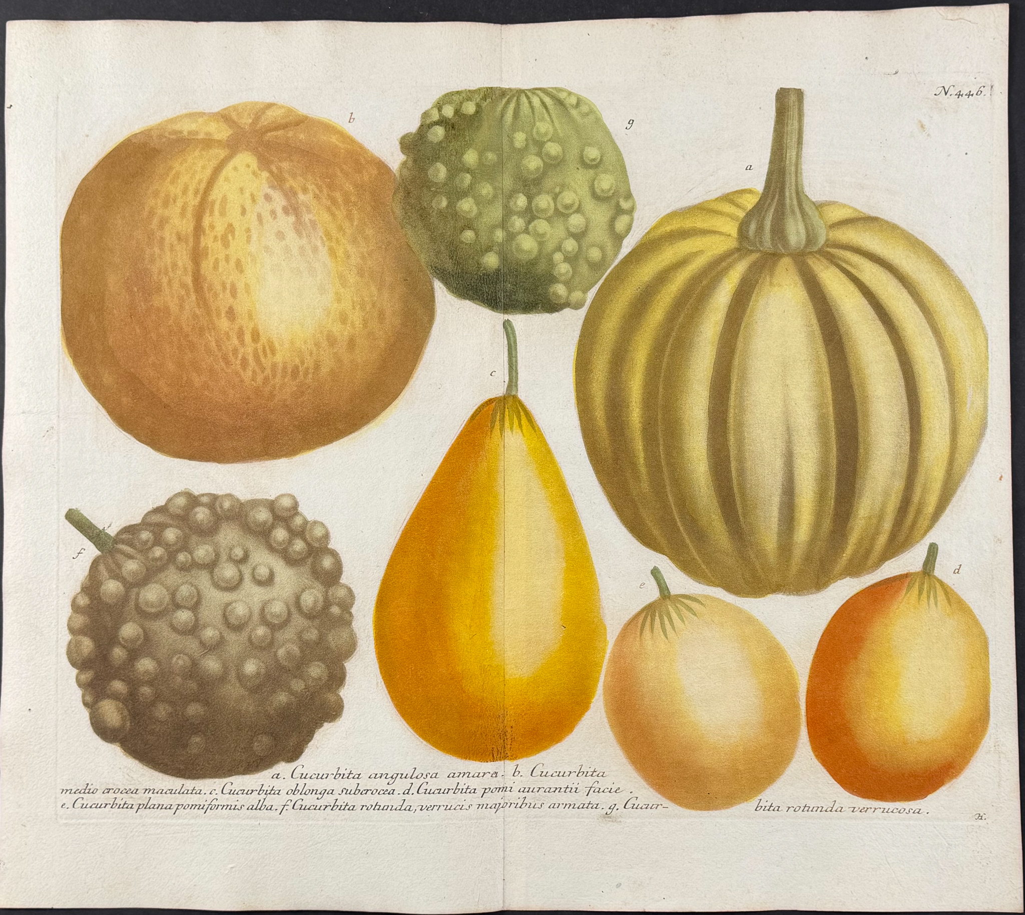 Weinmann - 5 Gourd Engravings