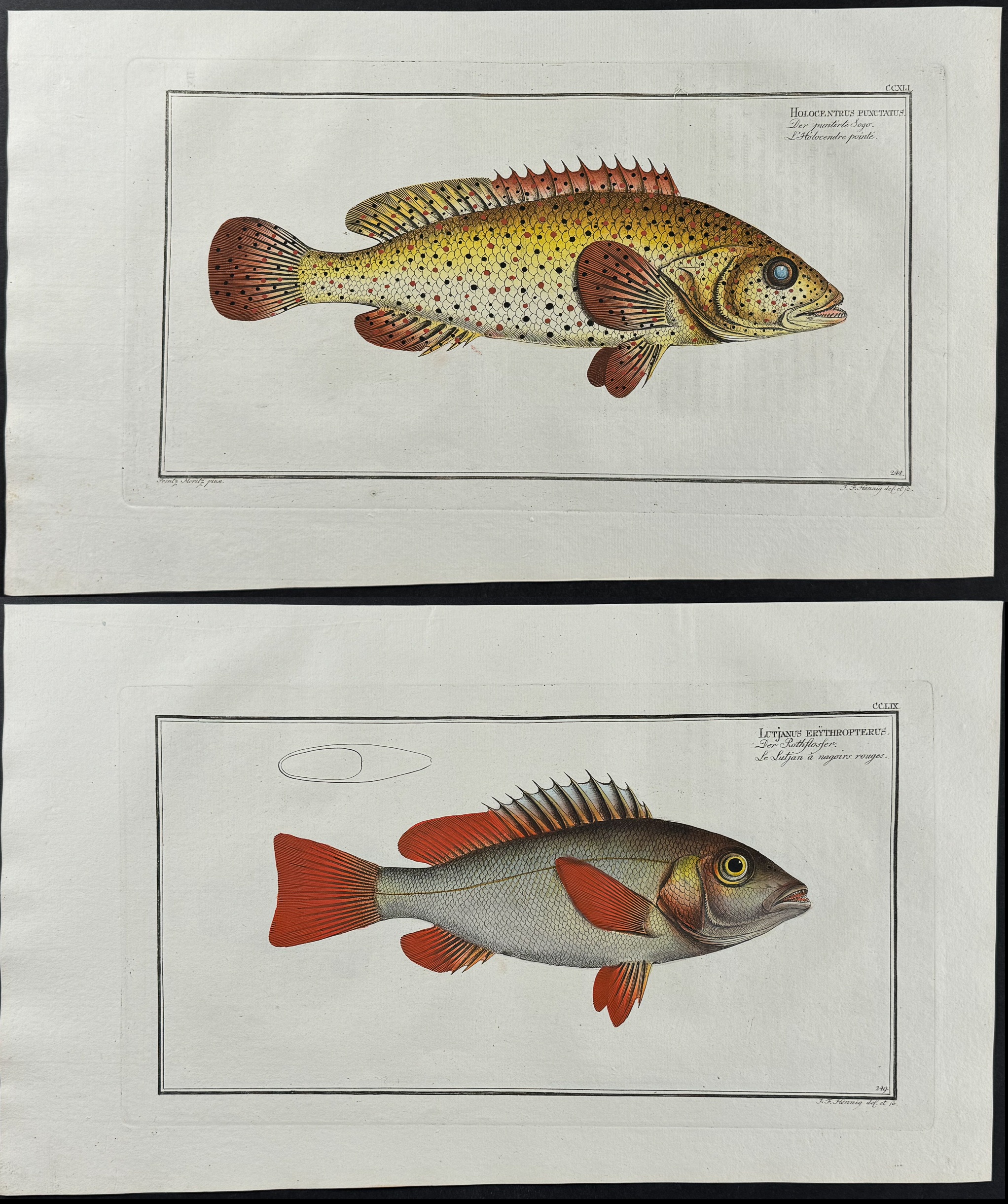 Bloch, Folio - 9 Fish Engravings: Holocentre, Lutian, Gold-Eye, Red-Fin, Sea-Boar