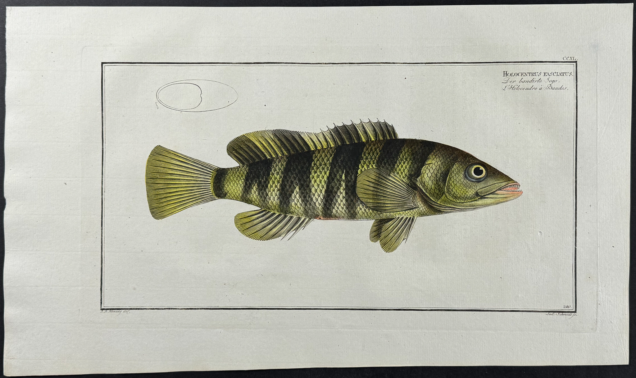 Bloch, Folio - 9 Fish Engravings: Holocentre, Lutian, Gold-Eye, Red-Fin, Sea-Boar
