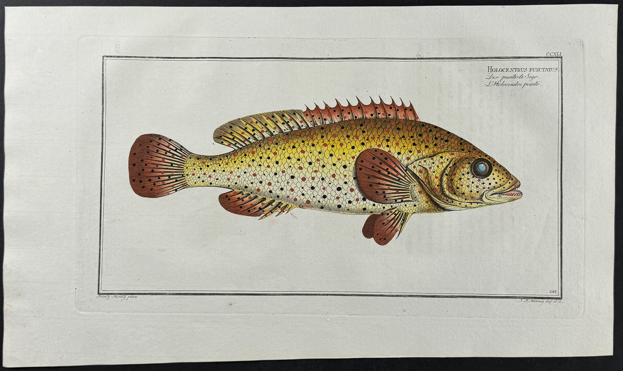 Bloch, Folio - 9 Fish Engravings: Holocentre, Lutian, Gold-Eye, Red-Fin, Sea-Boar