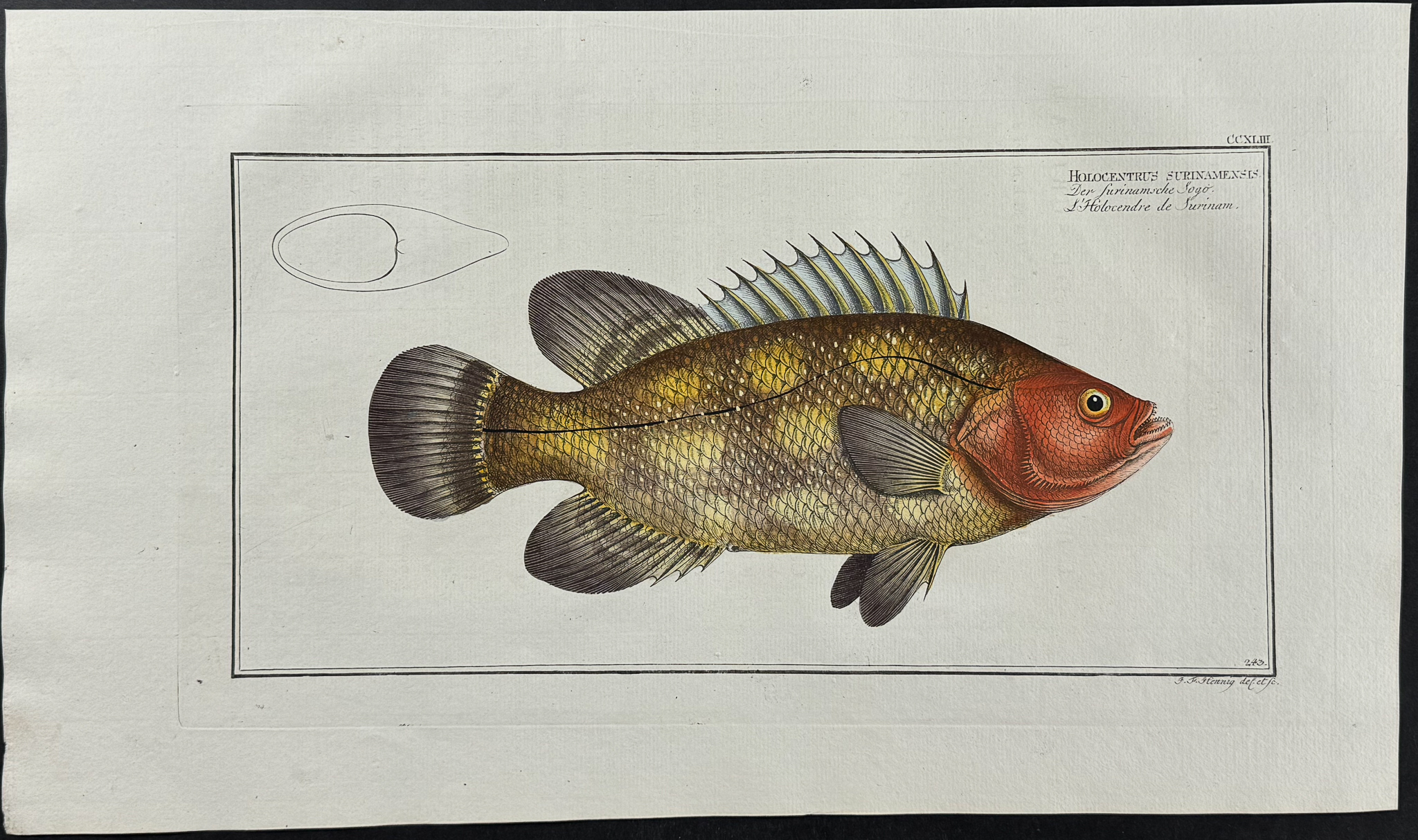 Bloch, Folio - 9 Fish Engravings: Holocentre, Lutian, Gold-Eye, Red-Fin, Sea-Boar