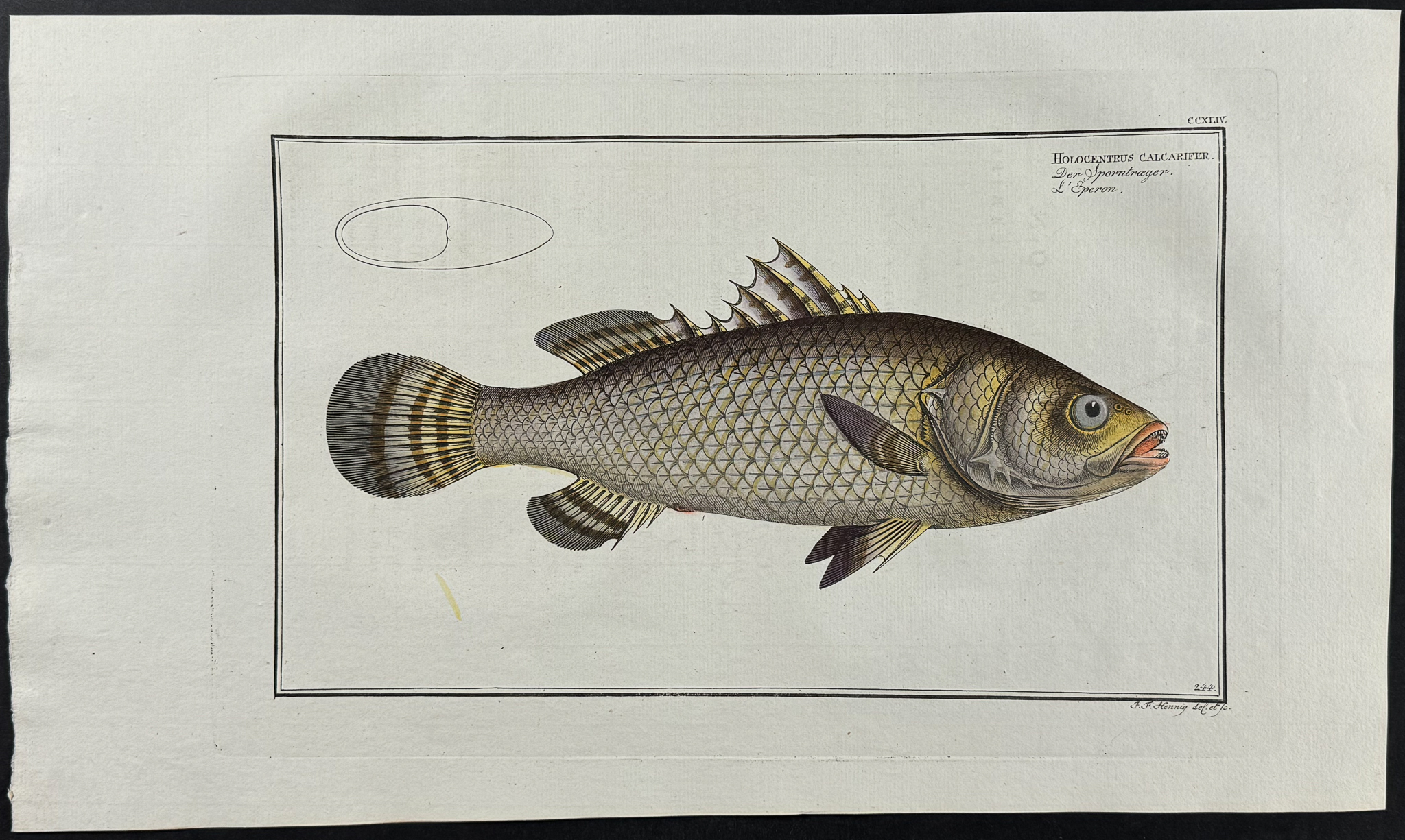 Bloch, Folio - 9 Fish Engravings: Holocentre, Lutian, Gold-Eye, Red-Fin, Sea-Boar