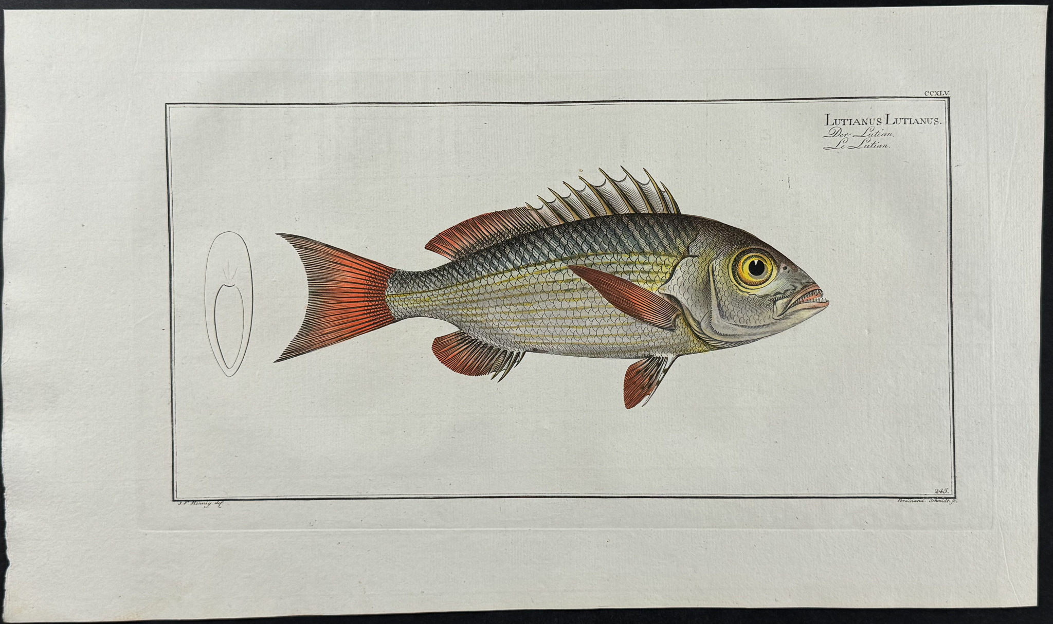 Bloch, Folio - 9 Fish Engravings: Holocentre, Lutian, Gold-Eye, Red-Fin, Sea-Boar