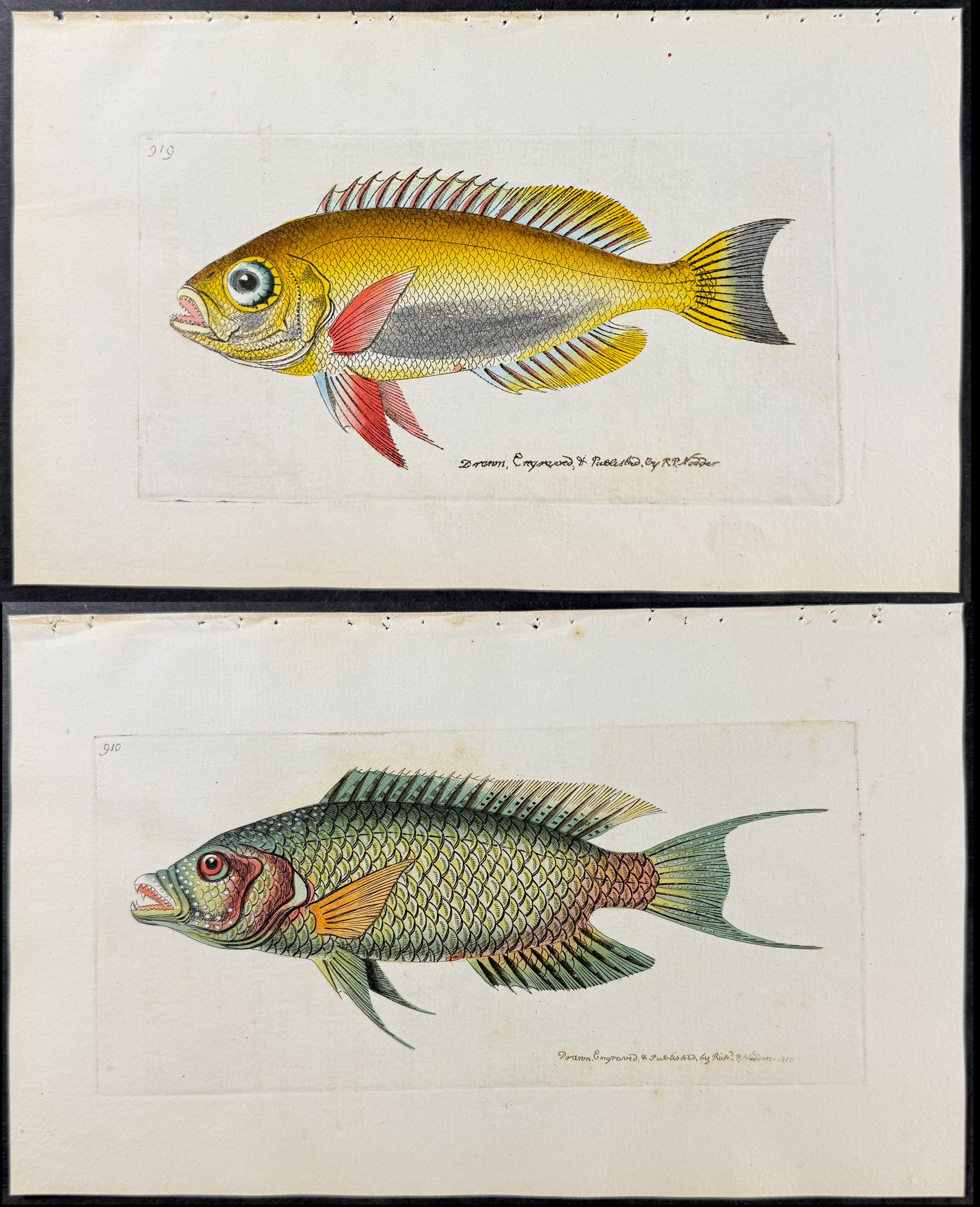 Shaw & Nodder - 6 Fish Engravings