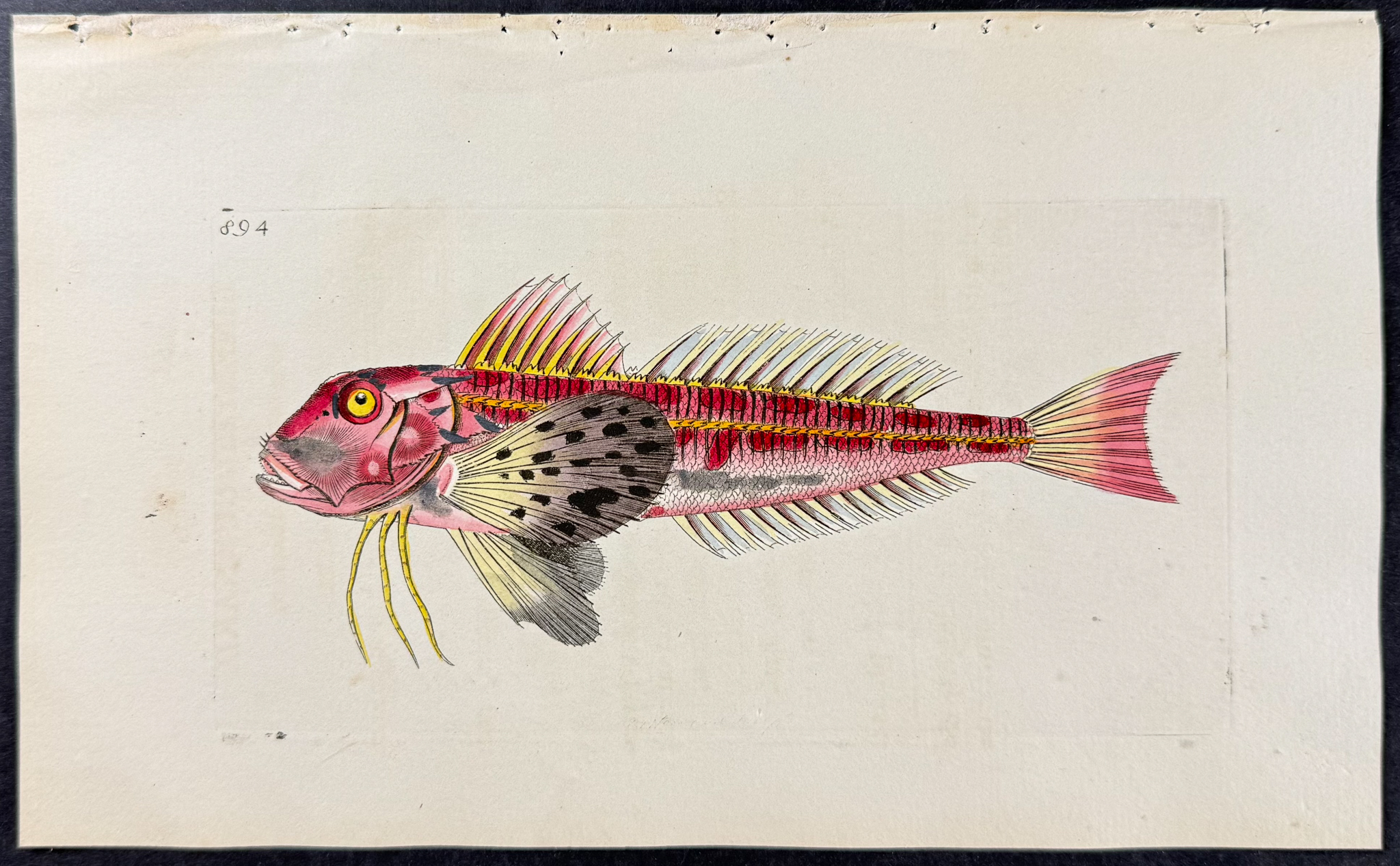 Shaw & Nodder - 6 Fish Engravings