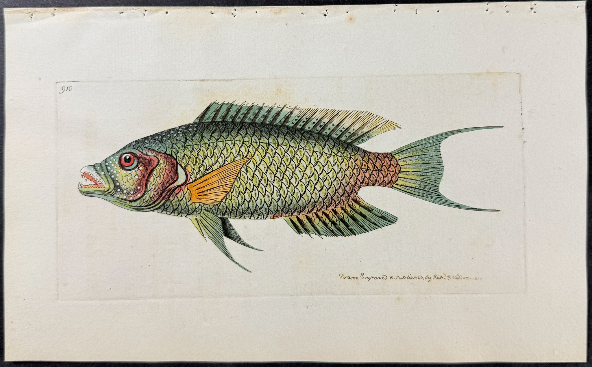 Shaw & Nodder - 6 Fish Engravings
