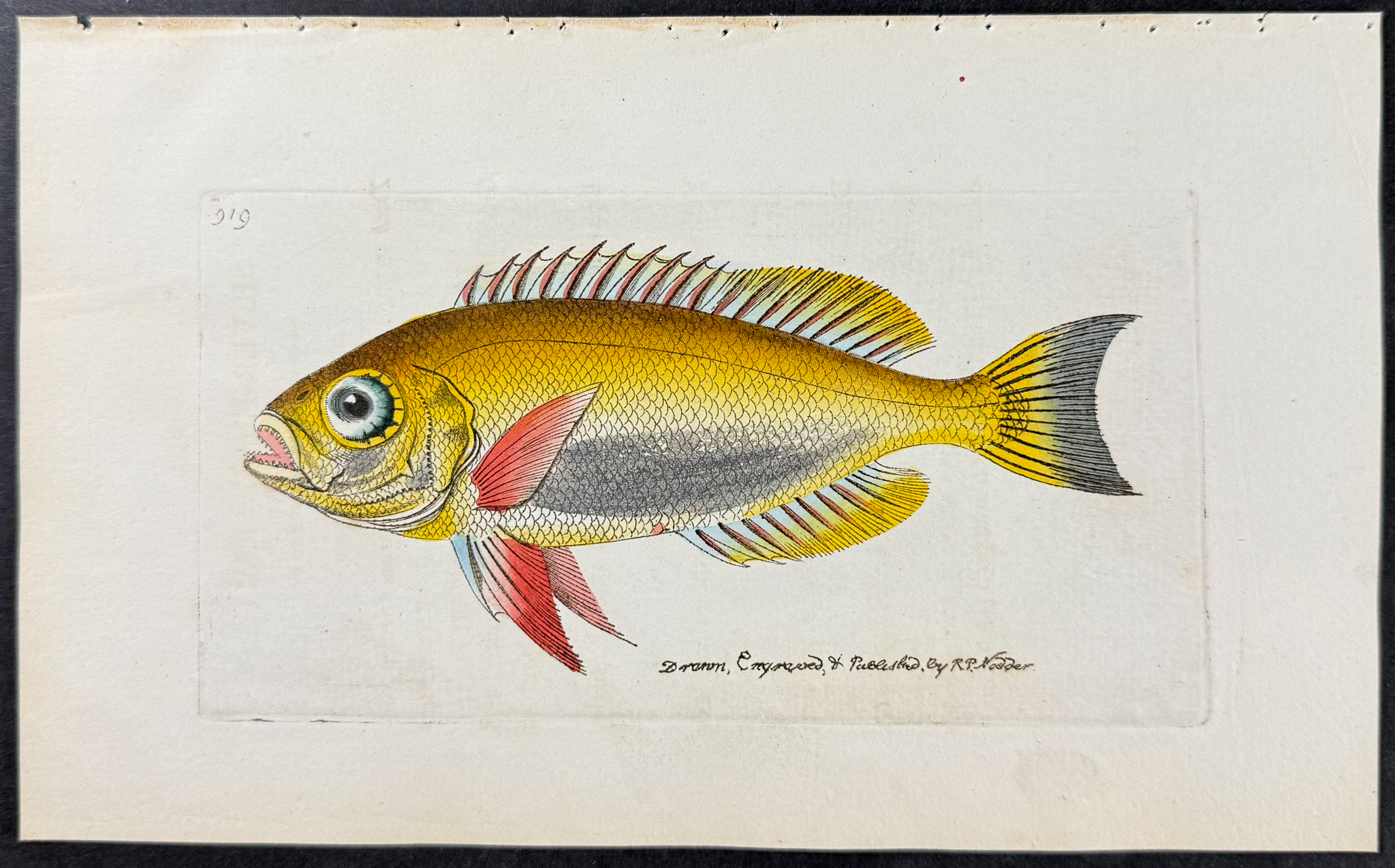 Shaw & Nodder - 6 Fish Engravings