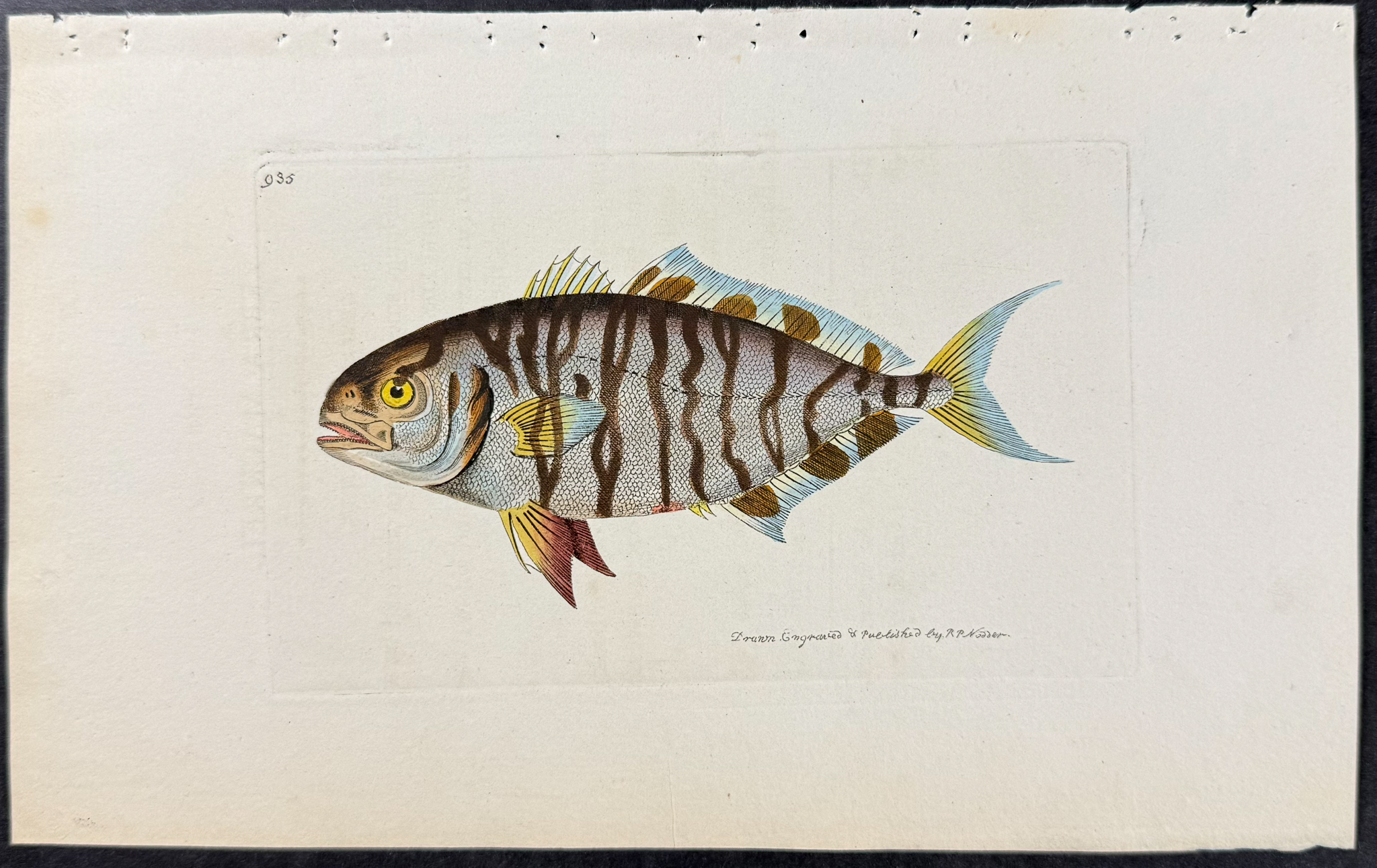 Shaw & Nodder - 6 Fish Engravings