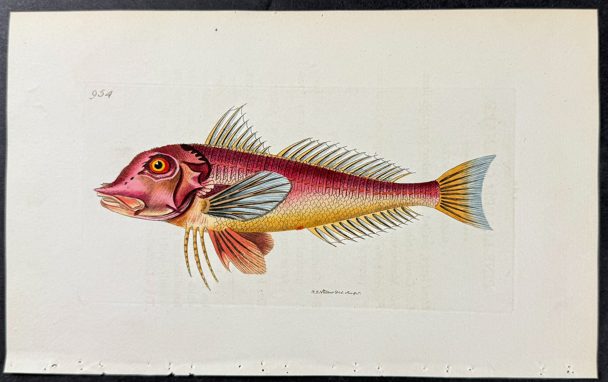 Shaw & Nodder - 6 Fish Engravings