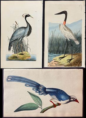 Shaw & Nodder - 6 Bird Engravings. Included in this lot: American Ostrich. 72 Great Hornbill or 