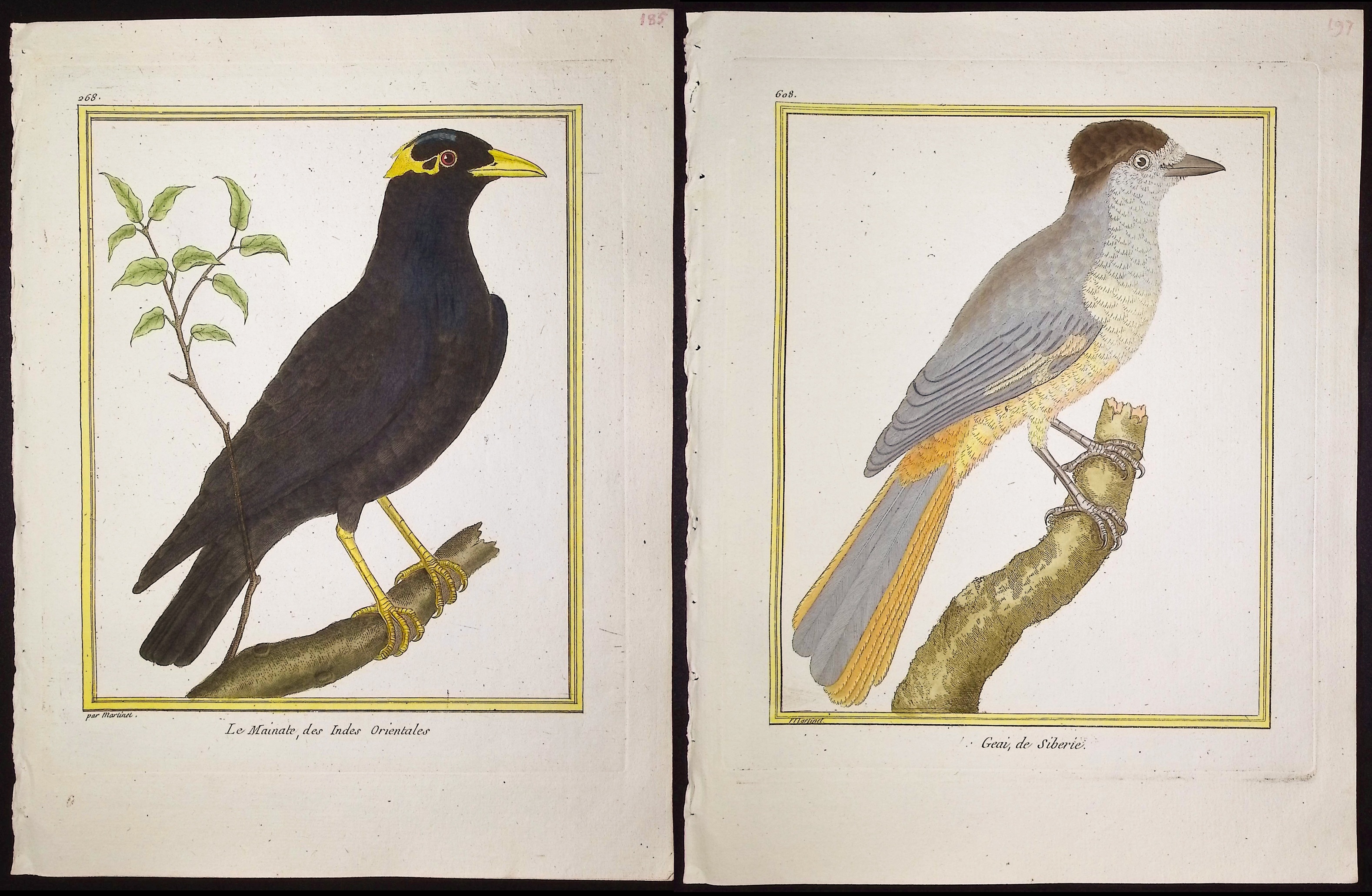 Martinet & Buffon - 11 Bird Engravings