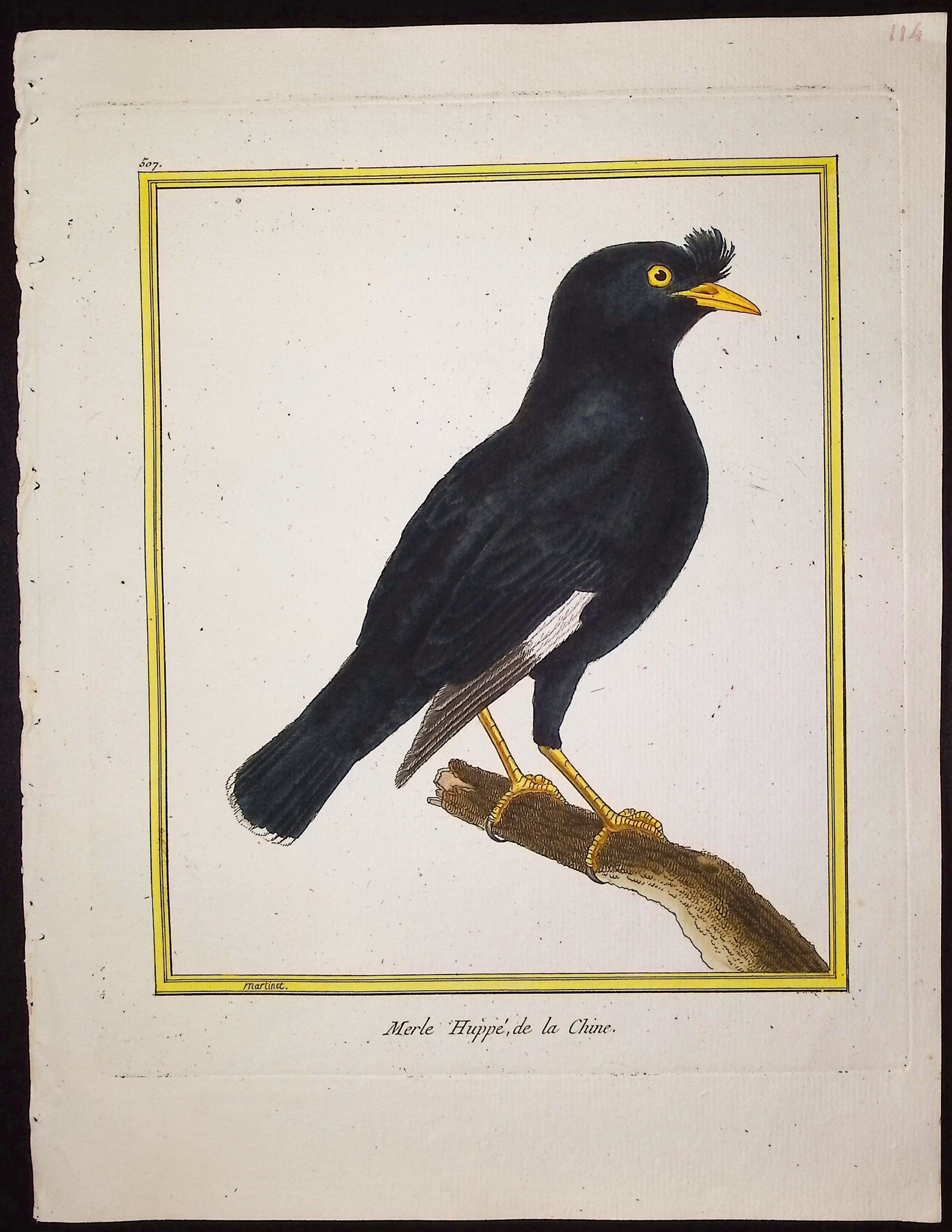 Martinet & Buffon - 11 Bird Engravings