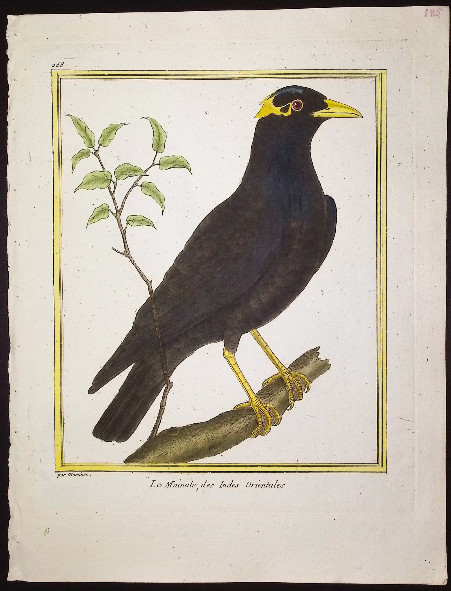 Martinet & Buffon - 11 Bird Engravings