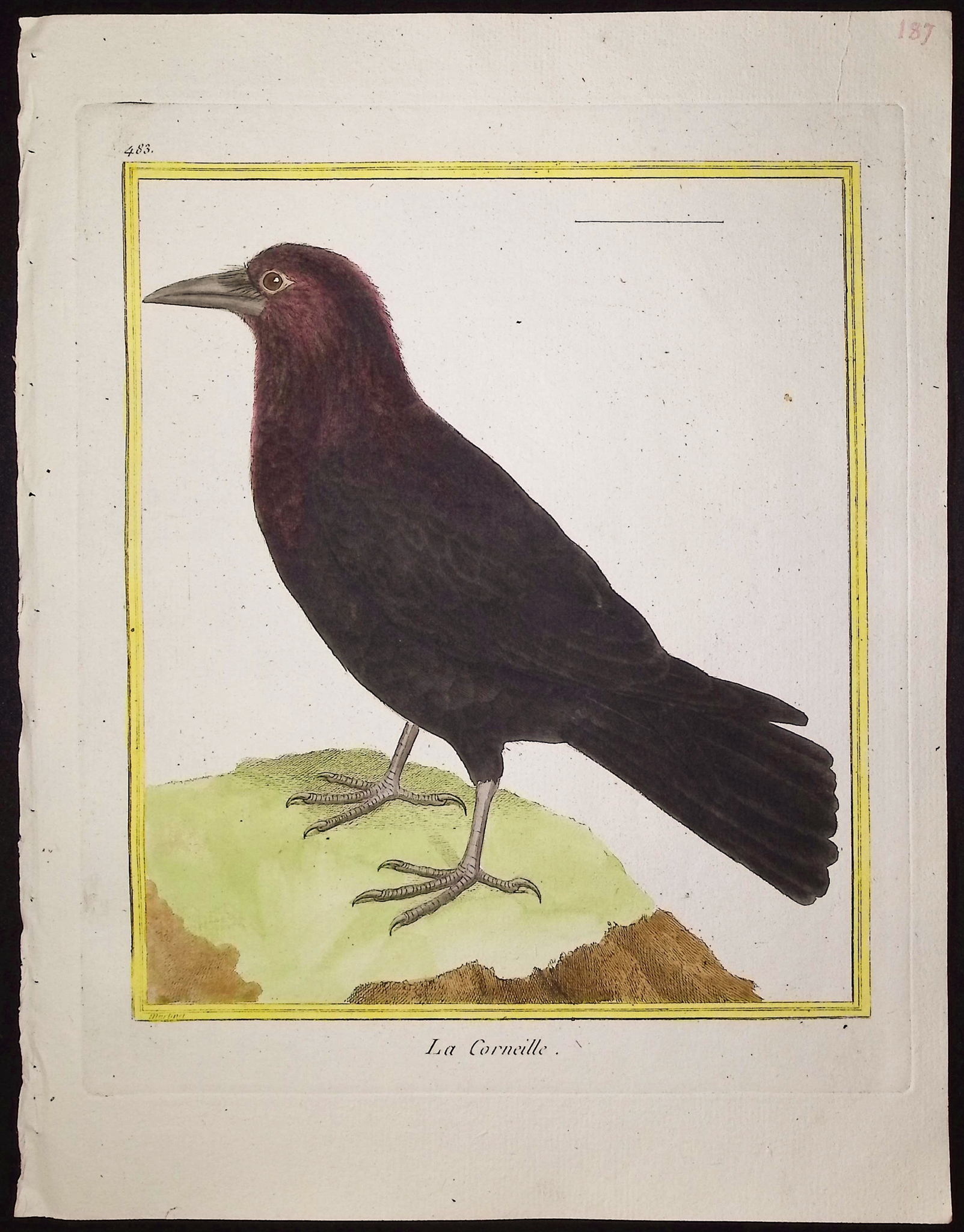 Martinet & Buffon - 11 Bird Engravings