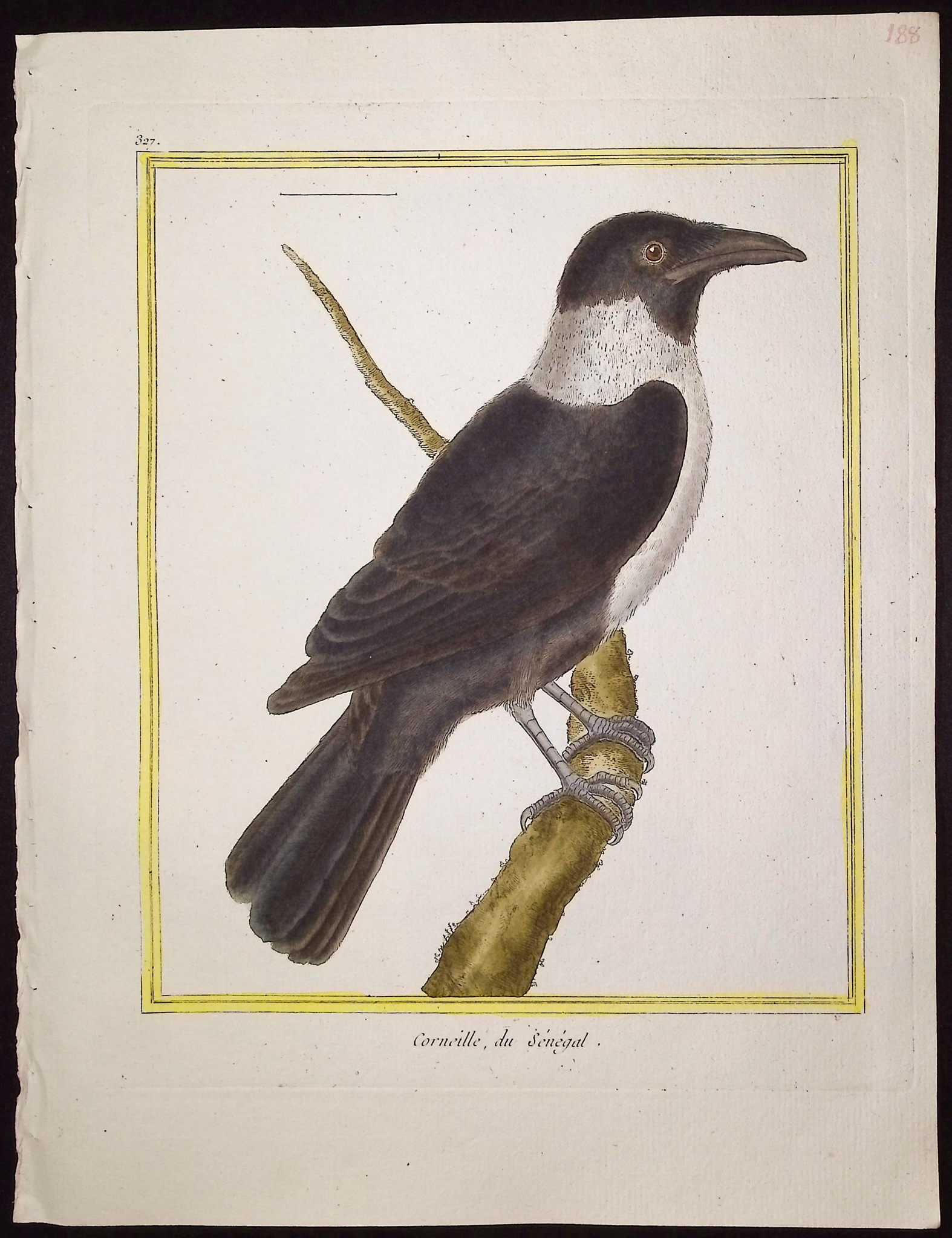 Martinet & Buffon - 11 Bird Engravings