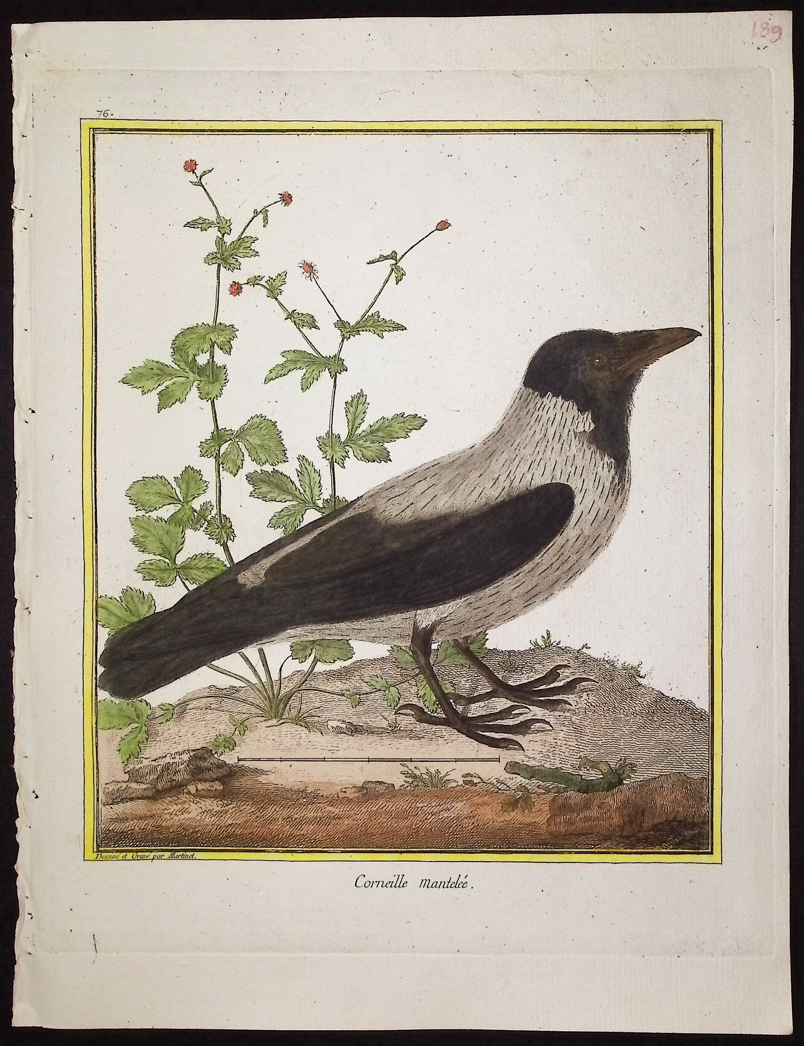Martinet & Buffon - 11 Bird Engravings