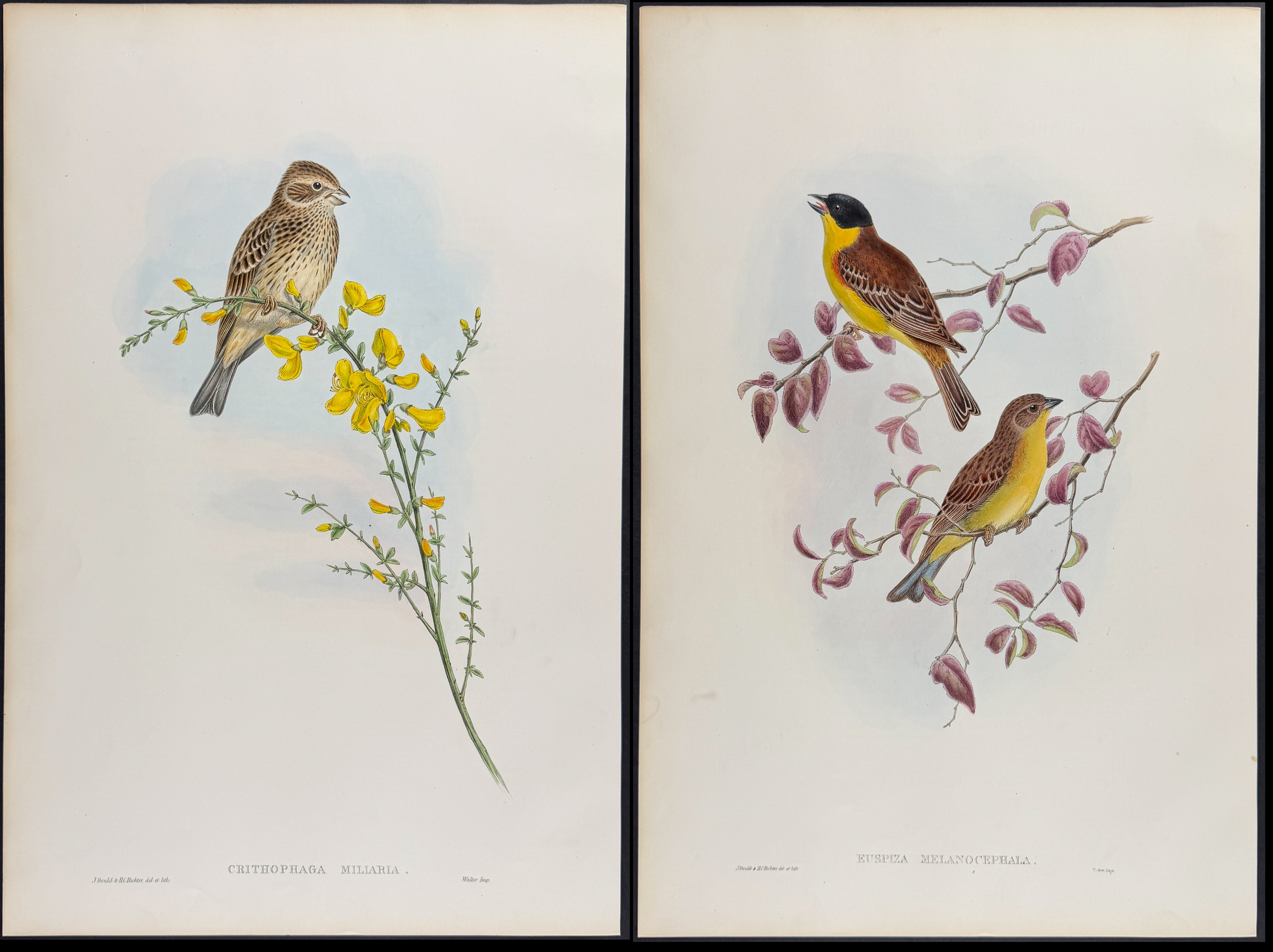Gould - 6 Bunting Lithographs