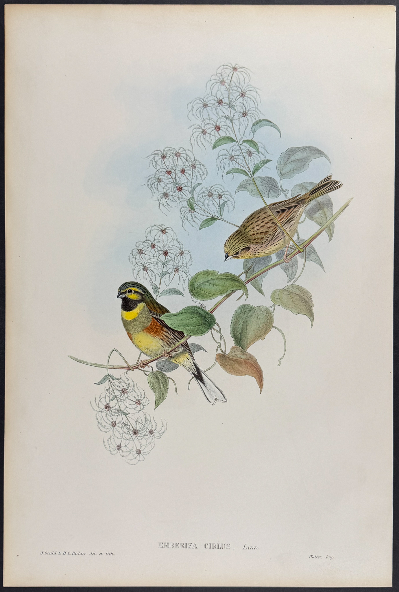 Gould - 6 Bunting Lithographs