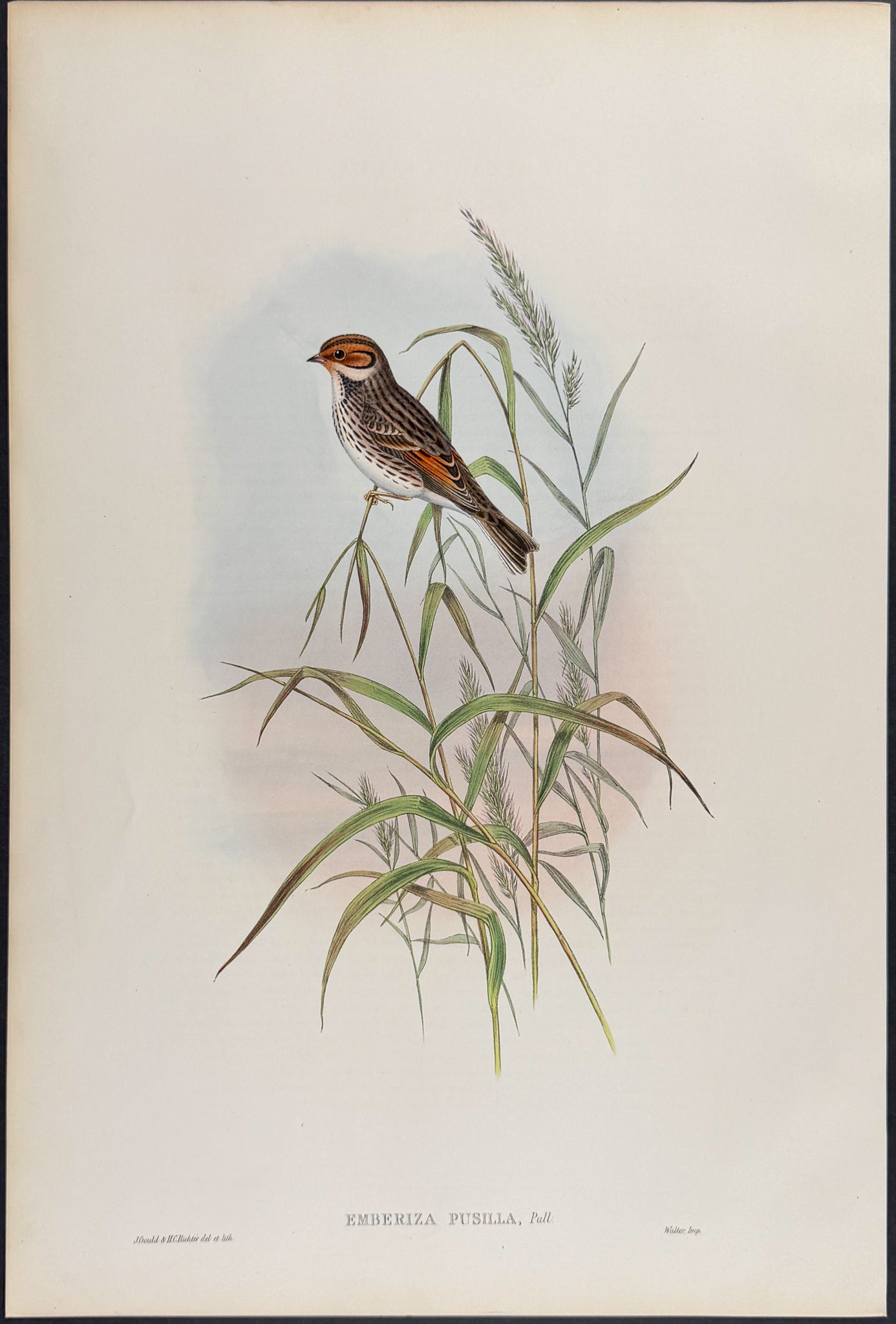 Gould - 6 Bunting Lithographs