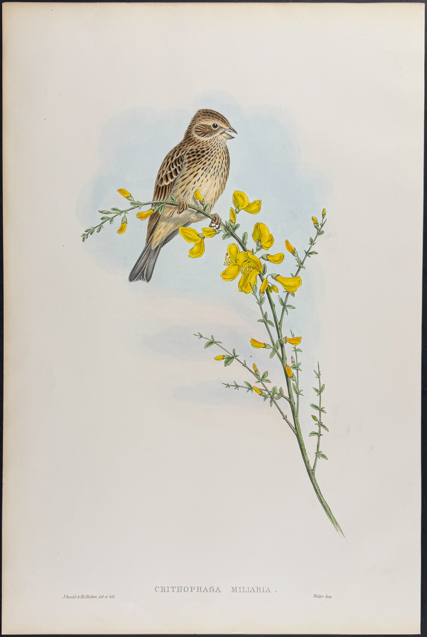 Gould - 6 Bunting Lithographs