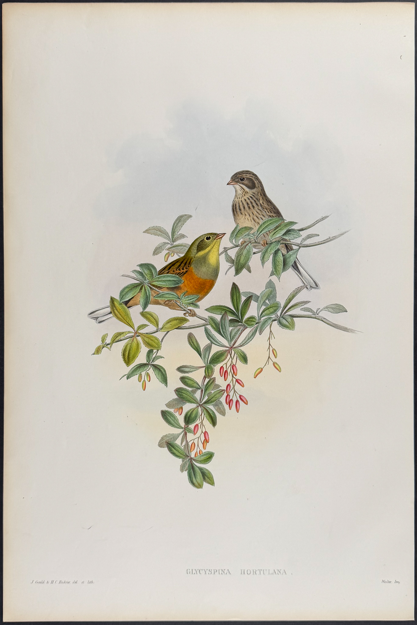 Gould - 6 Bunting Lithographs