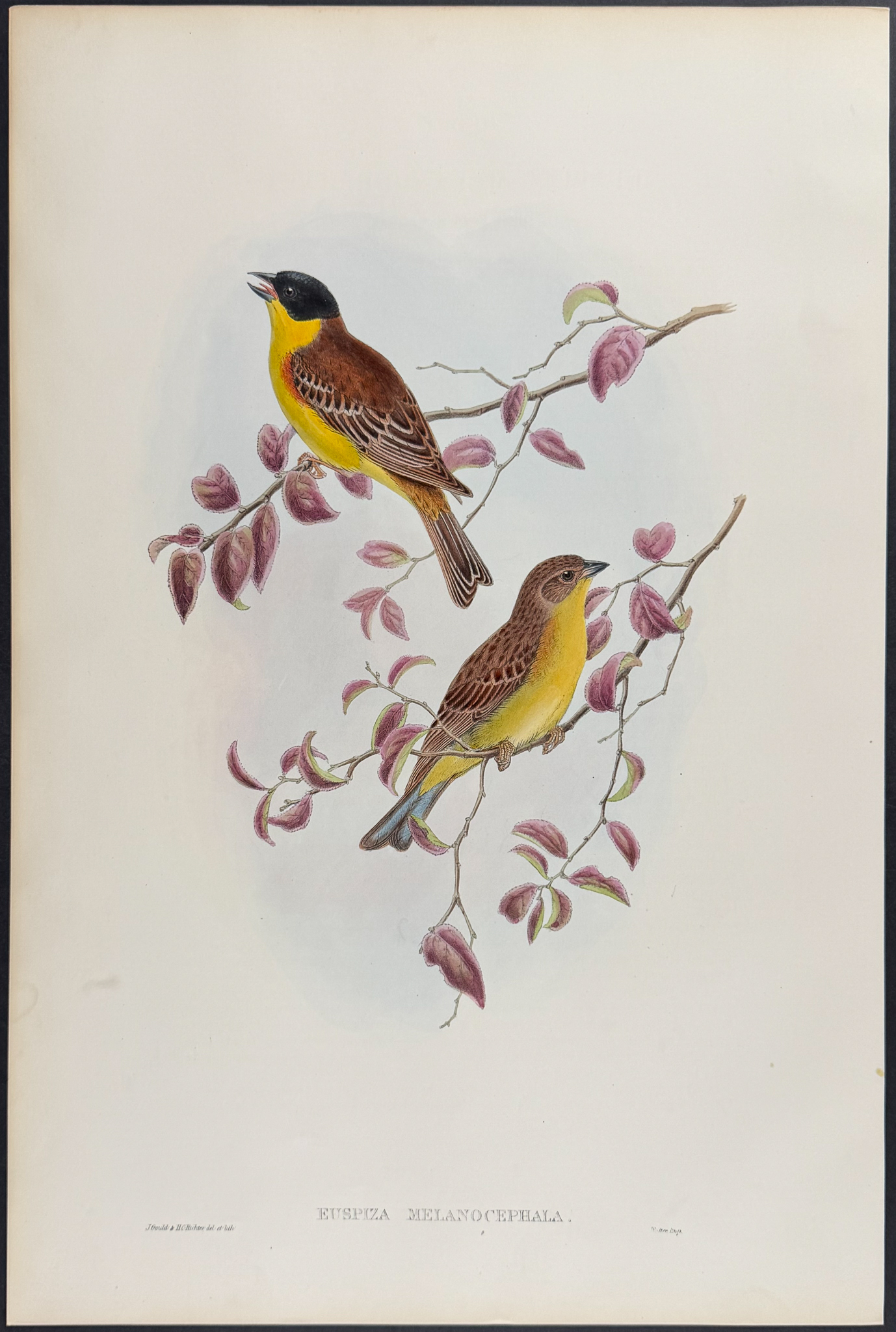Gould - 6 Bunting Lithographs