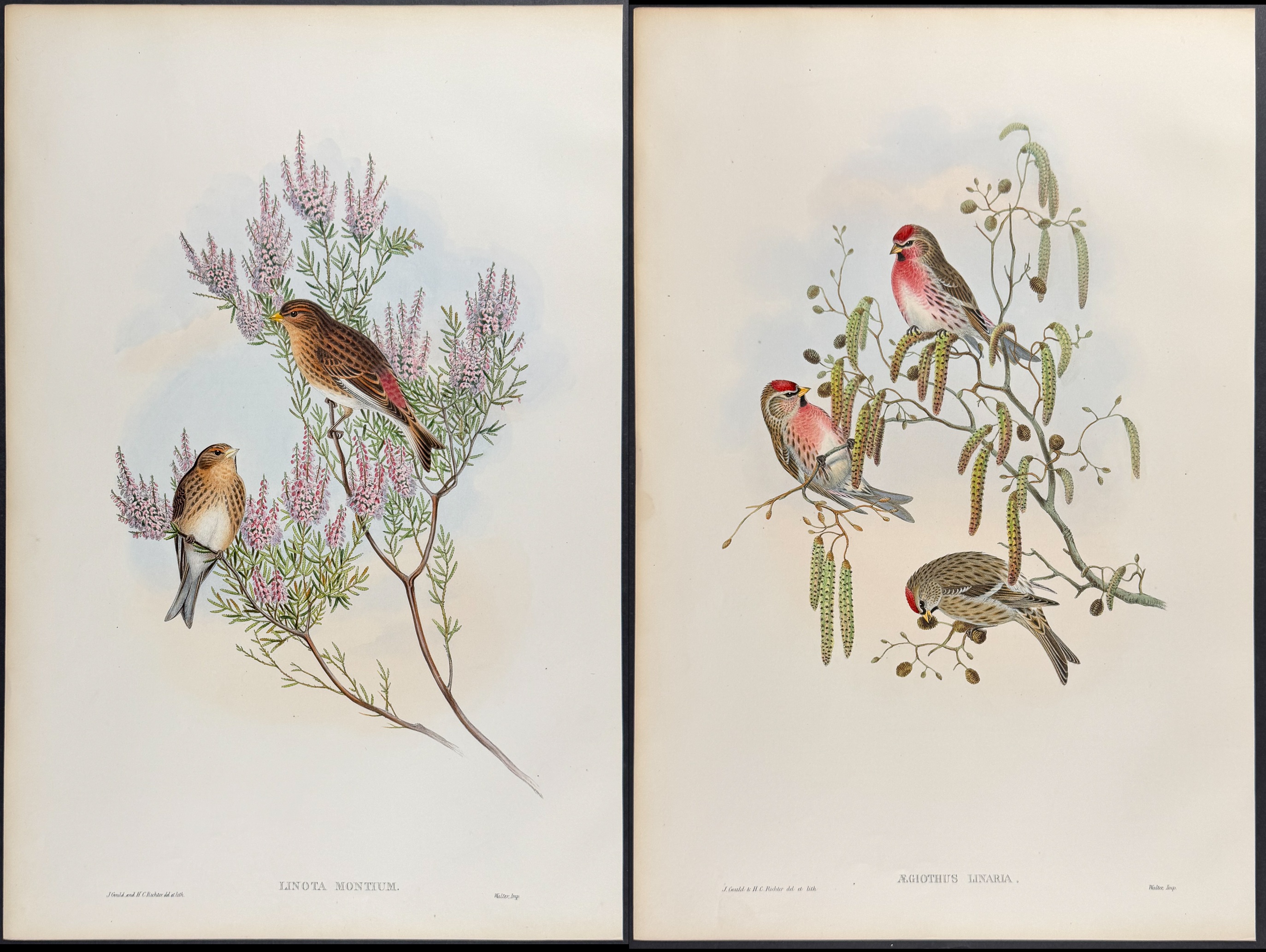 Gould - 4 Bird Lithographs: Siskin, Linnet, Redpole