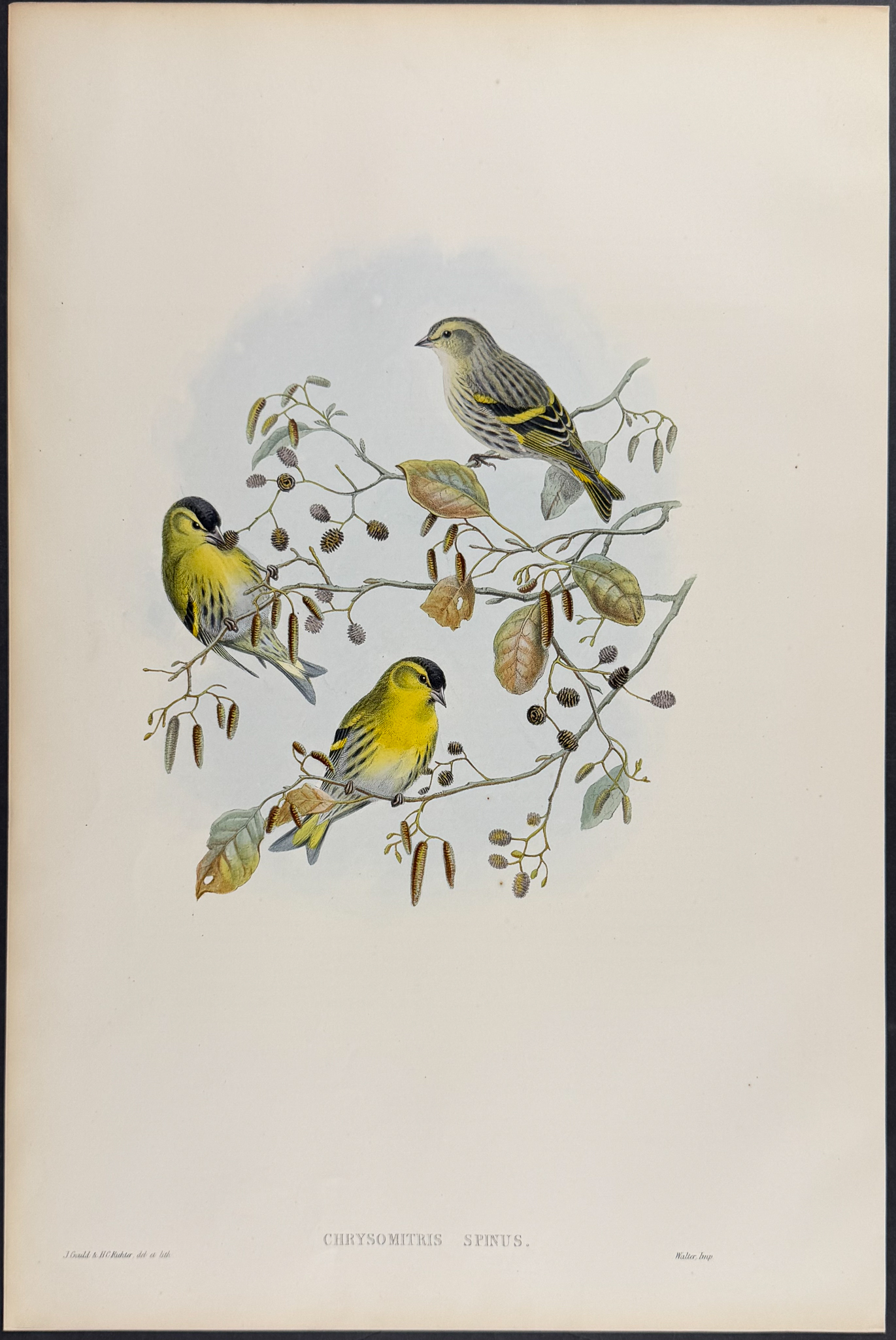 Gould - 4 Bird Lithographs: Siskin, Linnet, Redpole