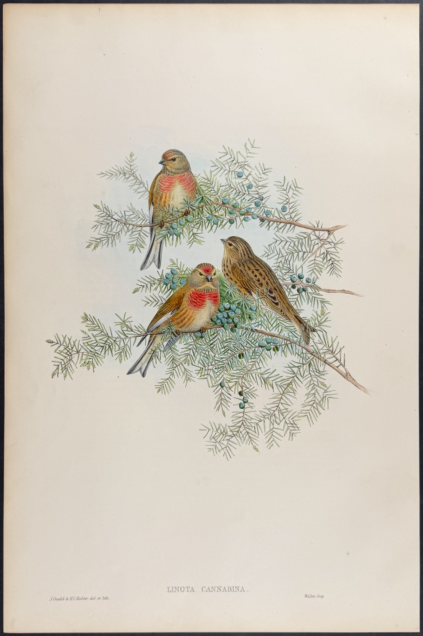 Gould - 4 Bird Lithographs: Siskin, Linnet, Redpole
