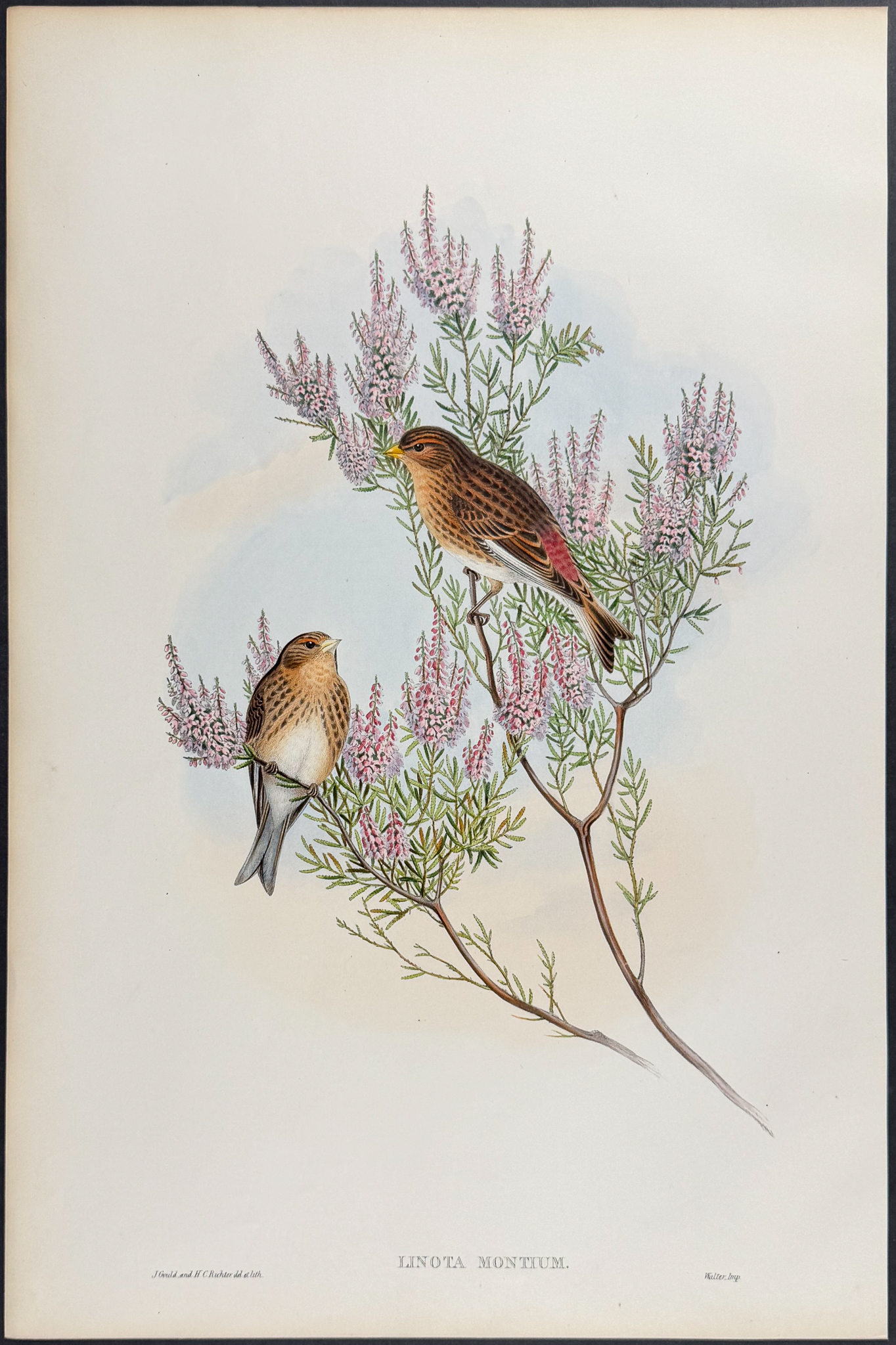 Gould - 4 Bird Lithographs: Siskin, Linnet, Redpole