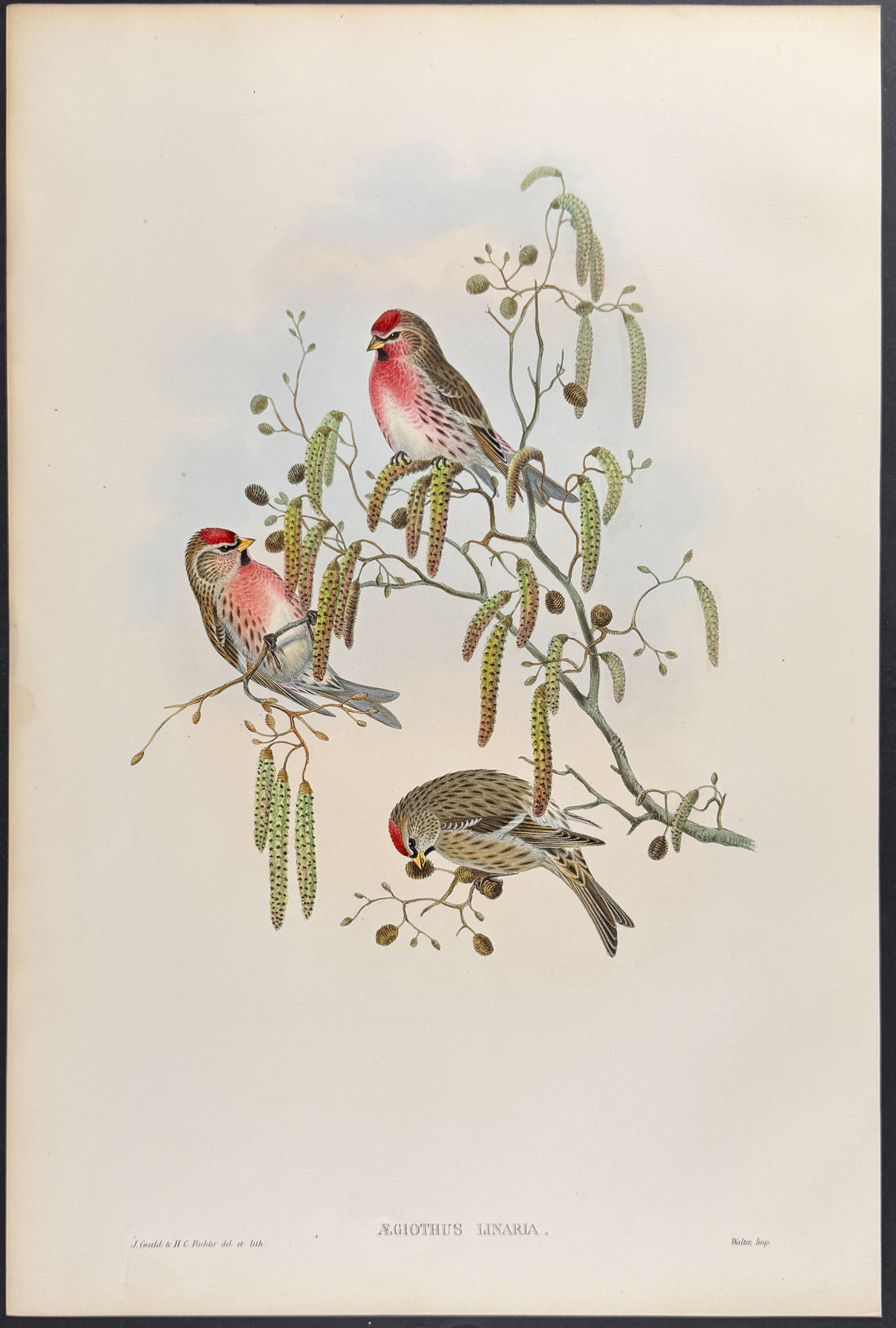 Gould - 4 Bird Lithographs: Siskin, Linnet, Redpole